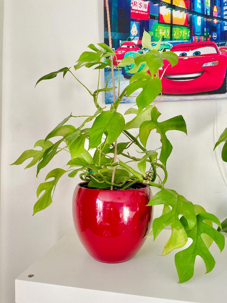 Monstera Minima | Raphidophora Tetrasperma, Huis en Inrichting, Ophalen of Verzenden, Halfschaduw, Minder dan 100 cm