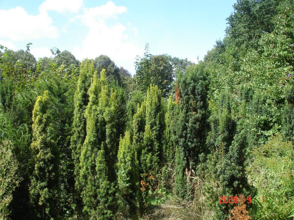 grote taxus struike 2-2,5 m hoog, Ophalen, Taxus, Haag, 100 tot 250 cm