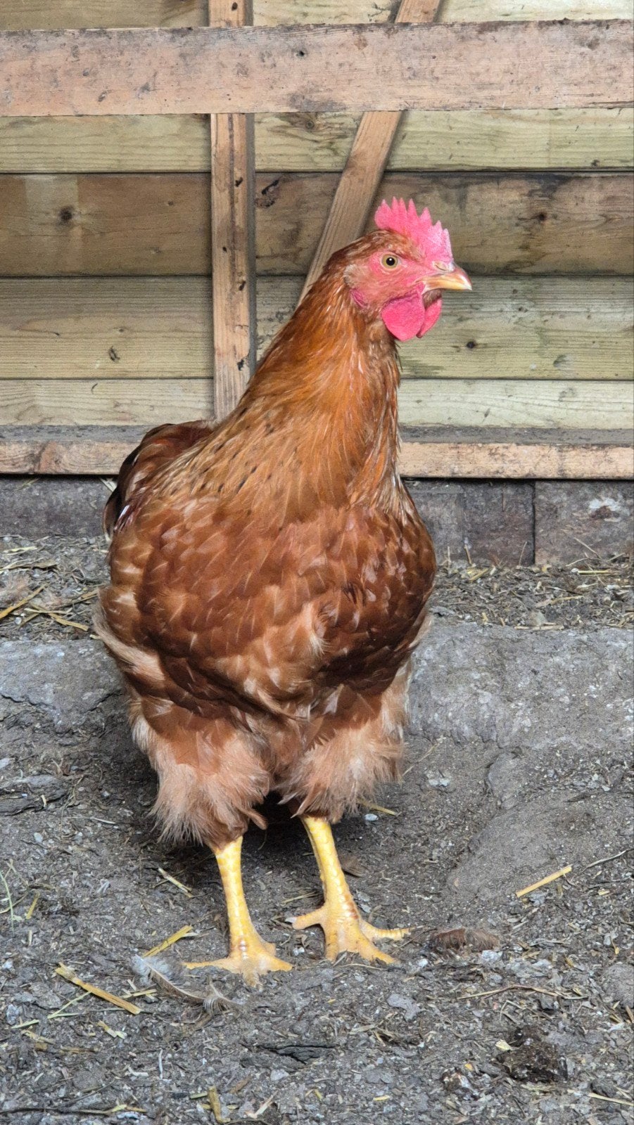 New Hamphire Haan, Dieren en Toebehoren, Pluimvee, Mannelijk, Kip