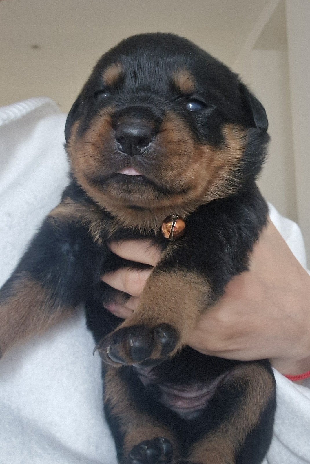 Rottweiler, België, Particulier, 8 tot 15 weken, Meerdere