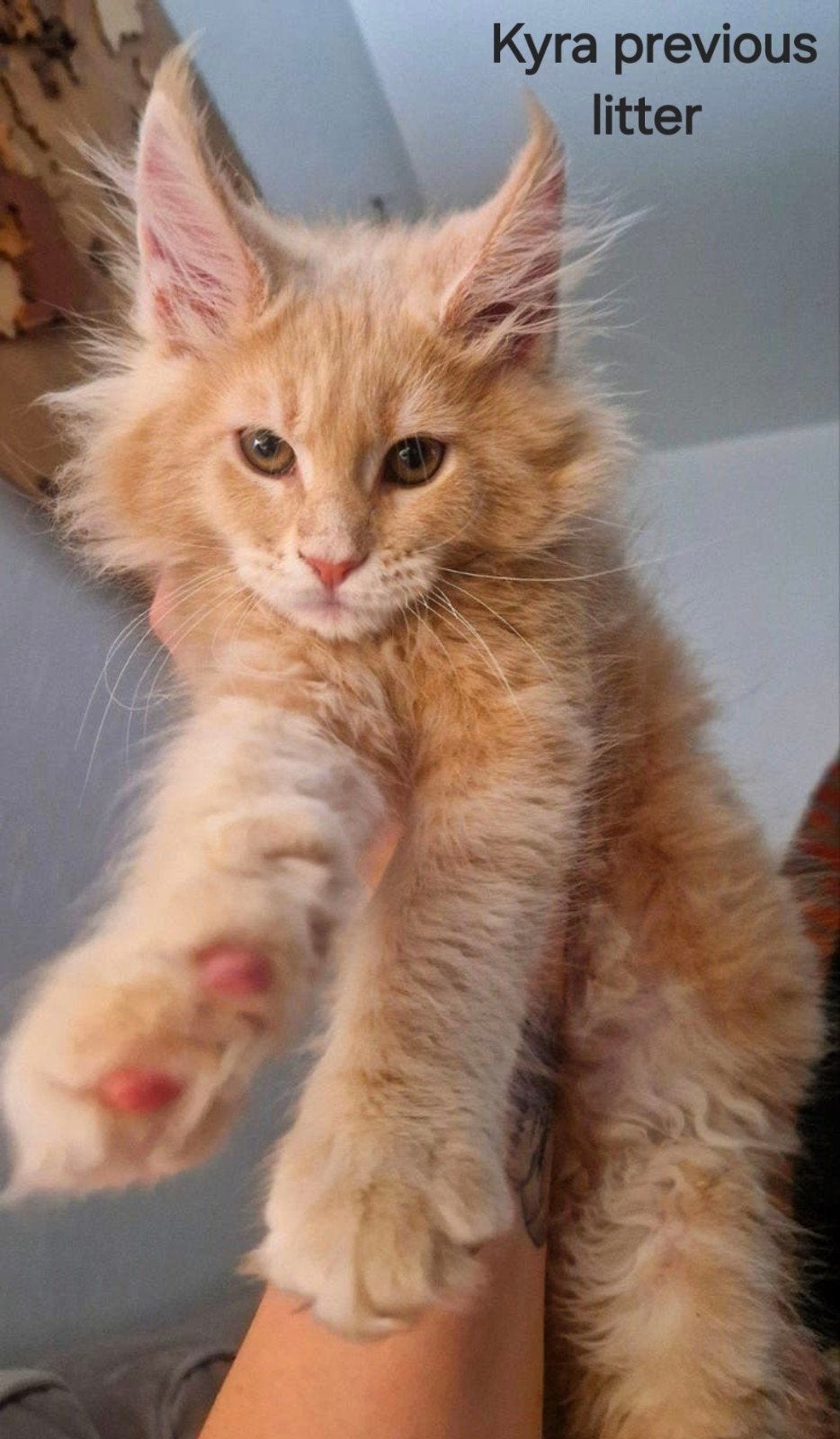 Maine Coon 4 Cream Silver Kittens, Dieren en Toebehoren, Katten en Kittens | Raskatten | Langhaar, Meerdere dieren