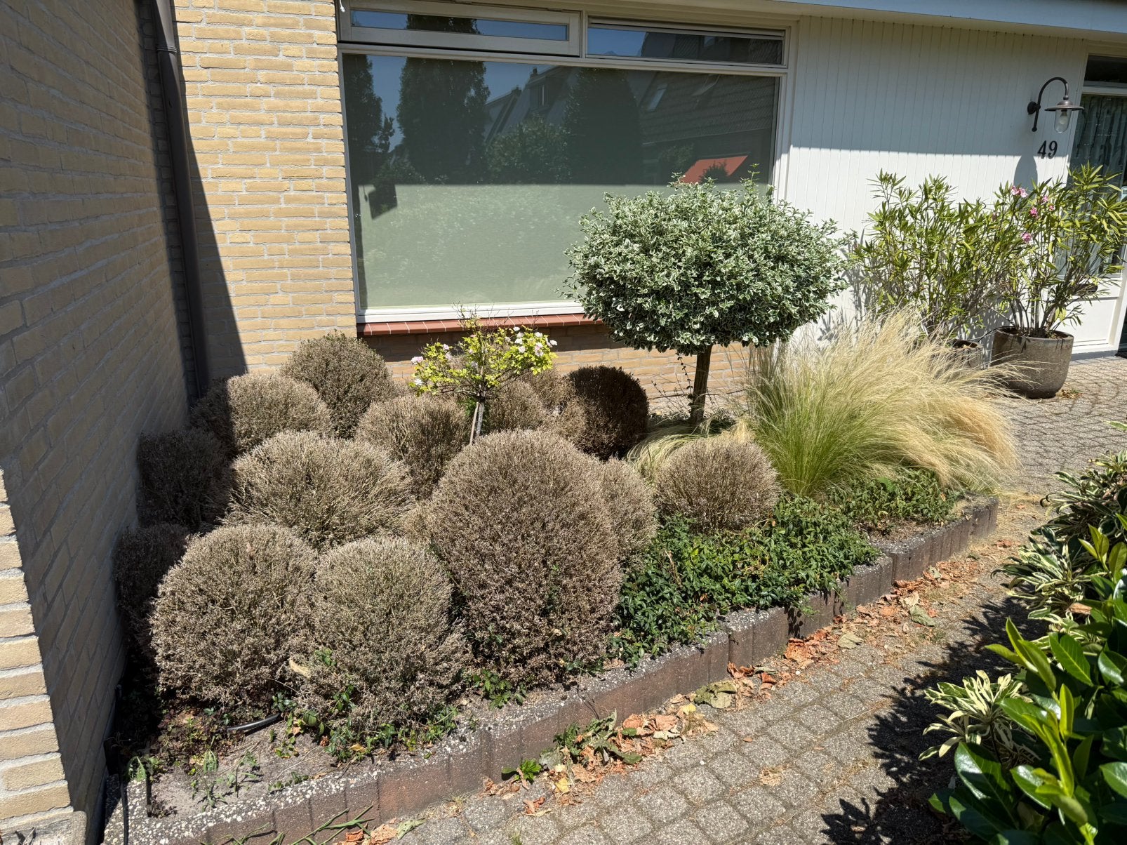 Diverse bomen en planten, Tuin en Terras, Planten | Bomen, Ophalen of Verzenden, Zomer, Halfschaduw, Overige soorten