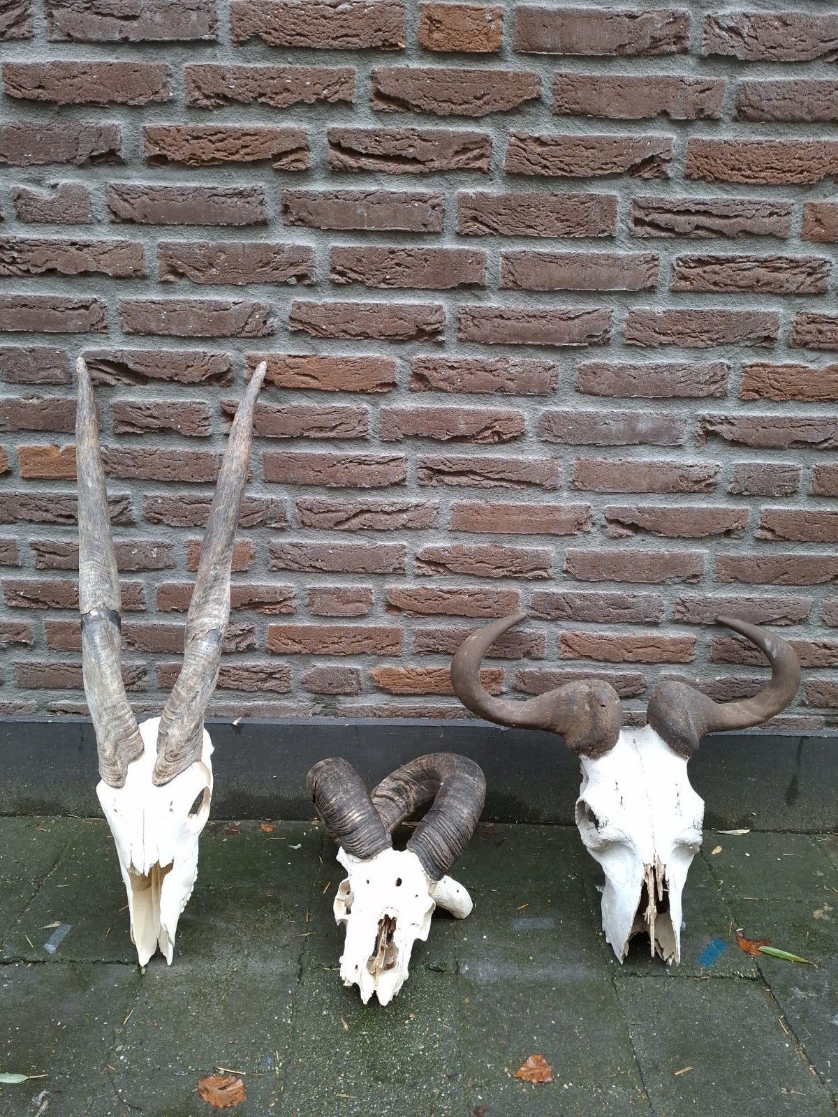 3x schedel afrika hoorn gewei skull opgezette taxidermy, Ophalen, Wild dier, Schedel