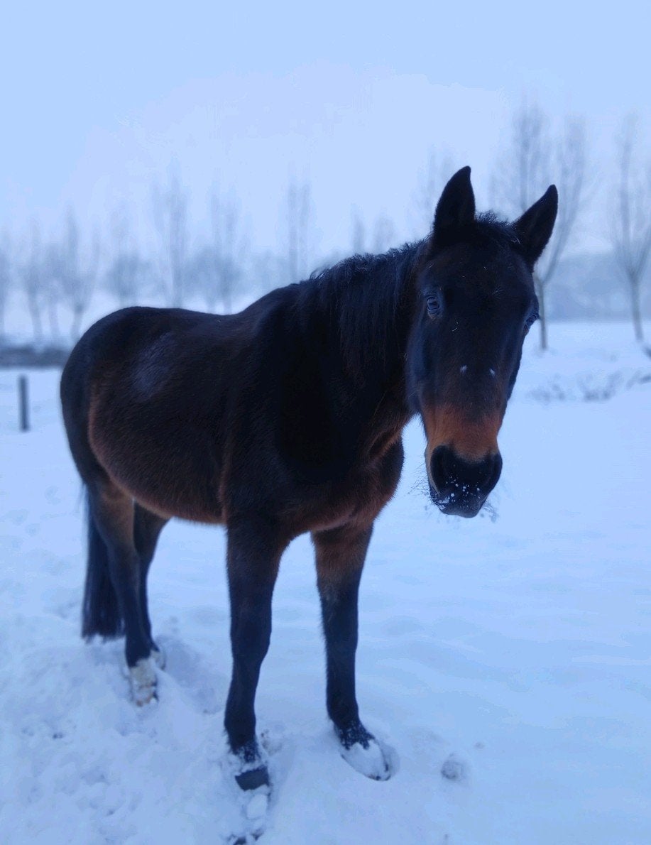 Stal aan huis - 24/7 - binnenbak - weidegang - paddock, Weidegang, 1 paard of pony
