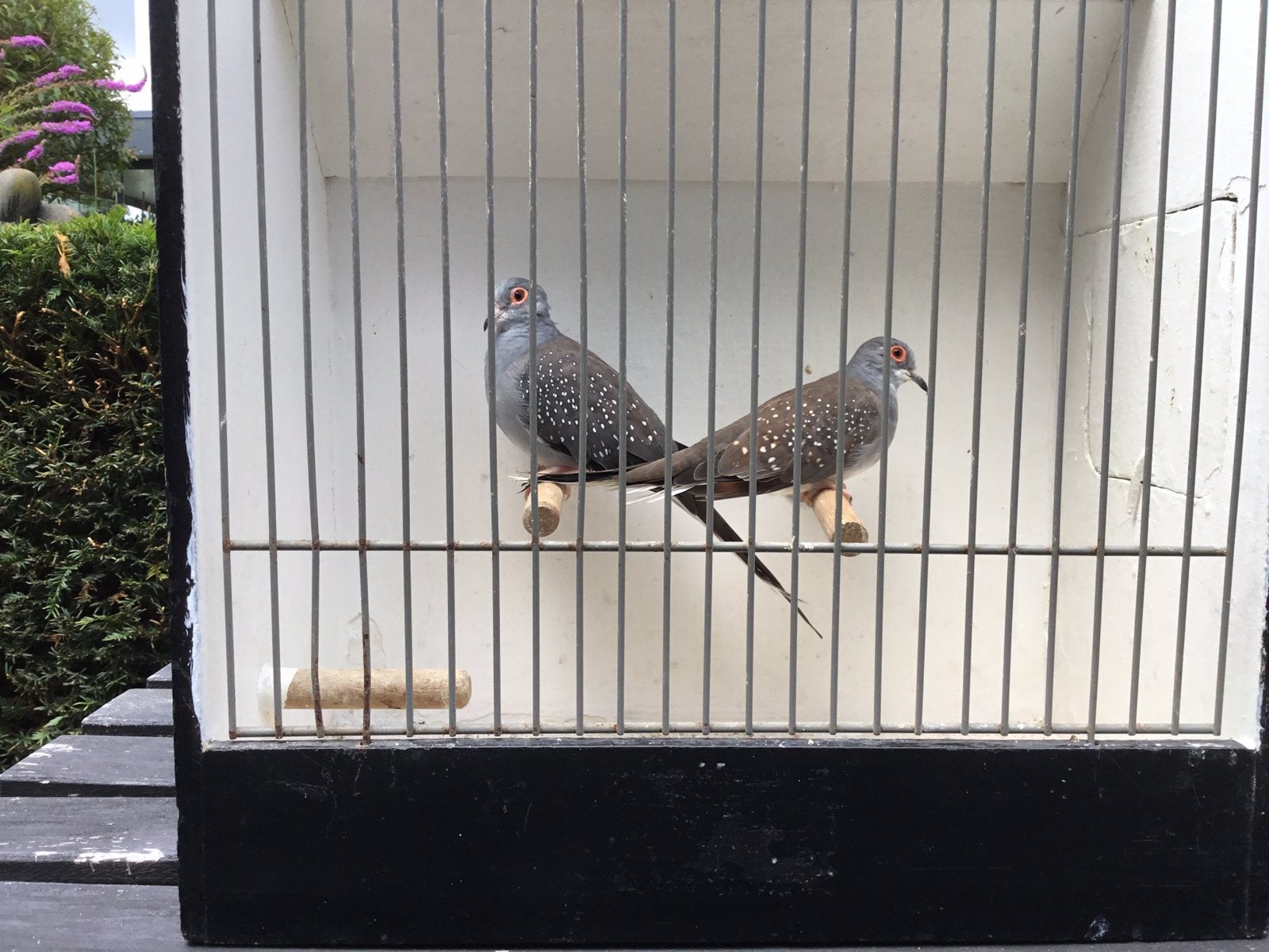 Diamantduiven, Dieren en Toebehoren, Vogels | Overige Vogels, Meerdere dieren