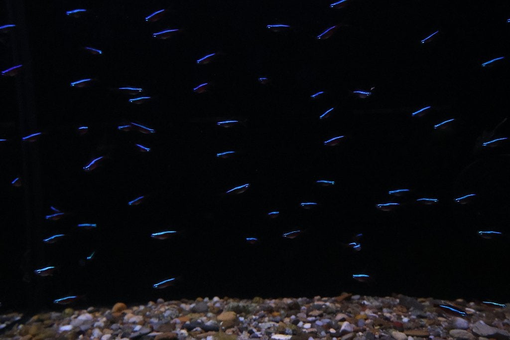 Kardinaal tetra, Dieren en Toebehoren, Vis, Zoetwatervis, Schoolvis