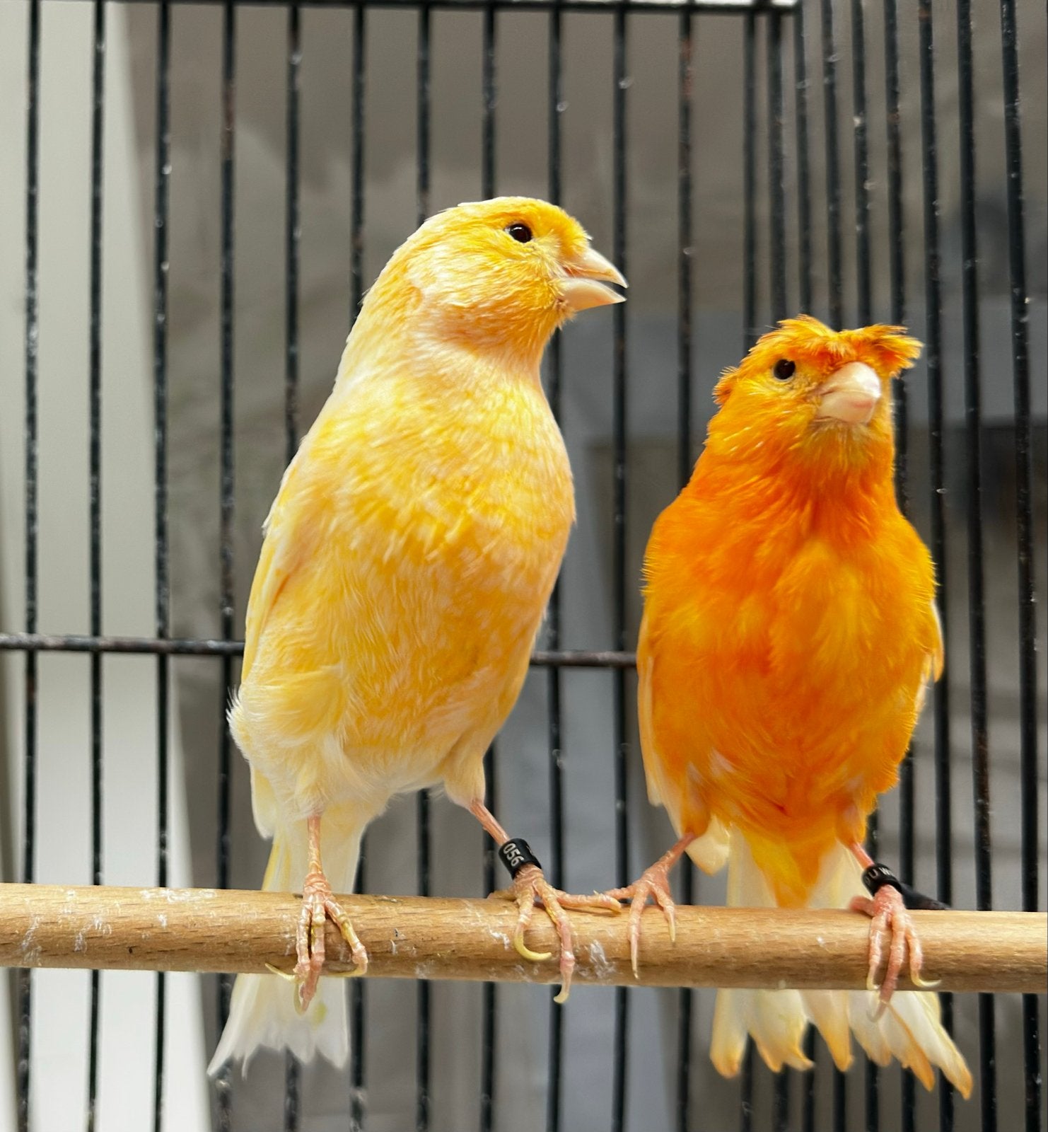 Koppel Kanaries, Dieren en Toebehoren, Meerdere dieren, Kleurkanarie