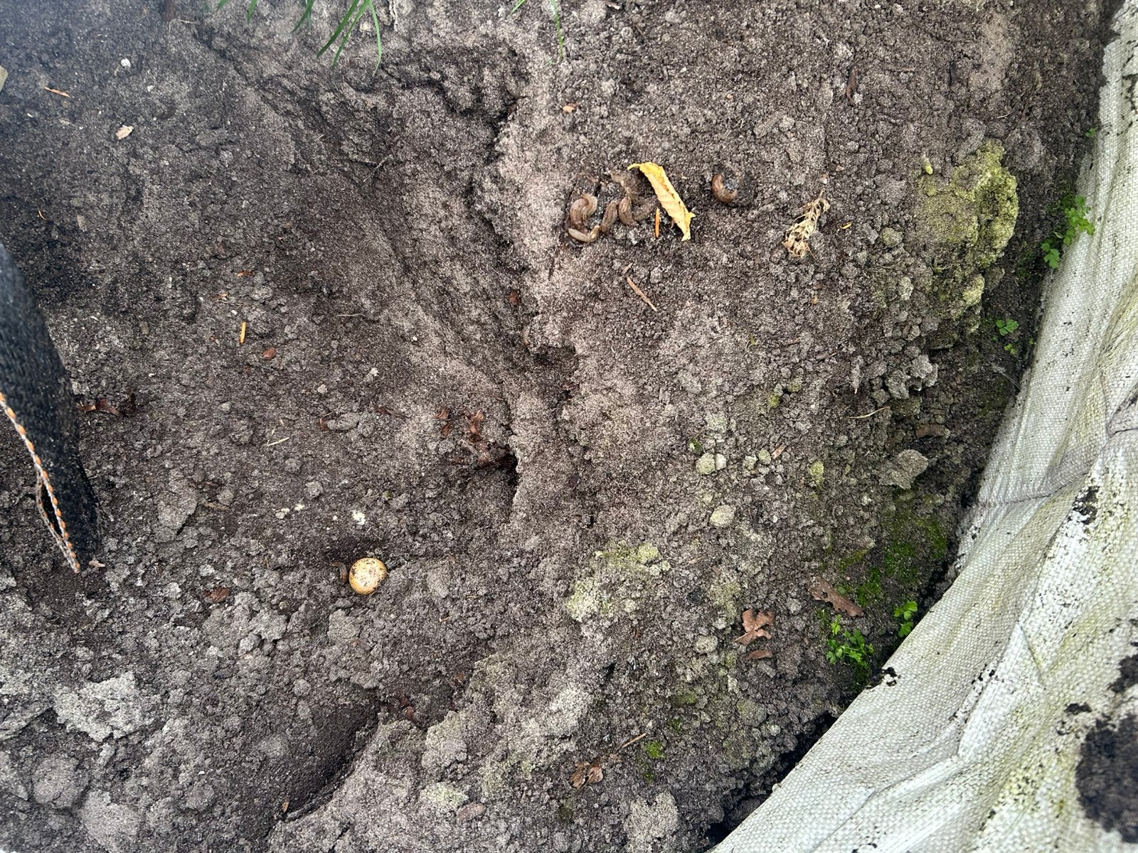 Gratis zwarte grond (gecertificeerd), Tuin en Terras, Aarde en Mest, Ophalen, Tuinaarde