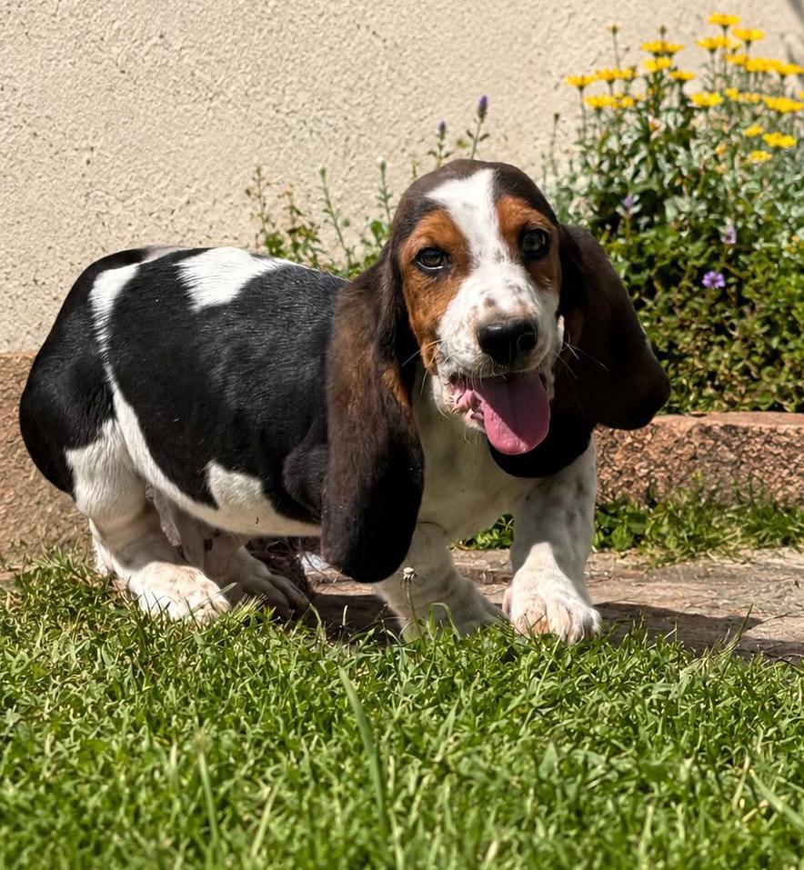 Basset hound pup, Dieren en Toebehoren, Honden | Beagles, Bassets en Lopende honden, 15 weken tot 1 jaar, Reu, Eén hond, Nederland