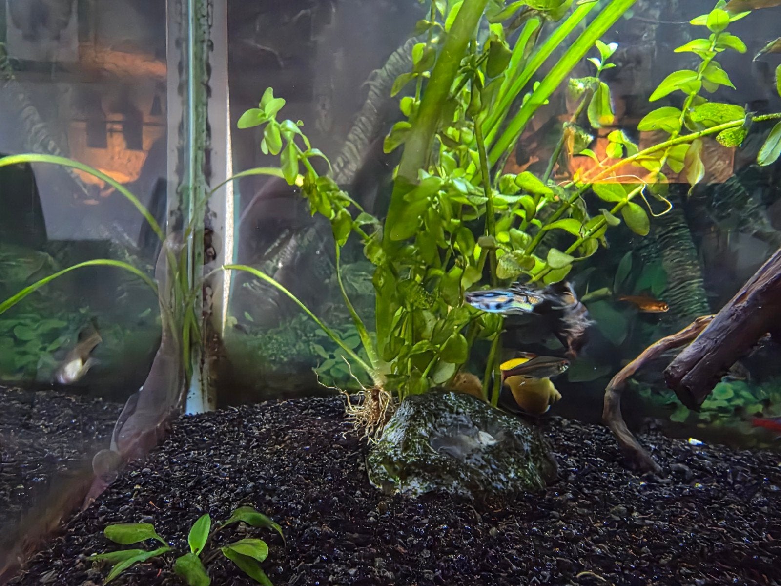 Tropische aquarium vissen, garnalen en appelslak, Dieren en Toebehoren, Vis, Zoetwatervis
