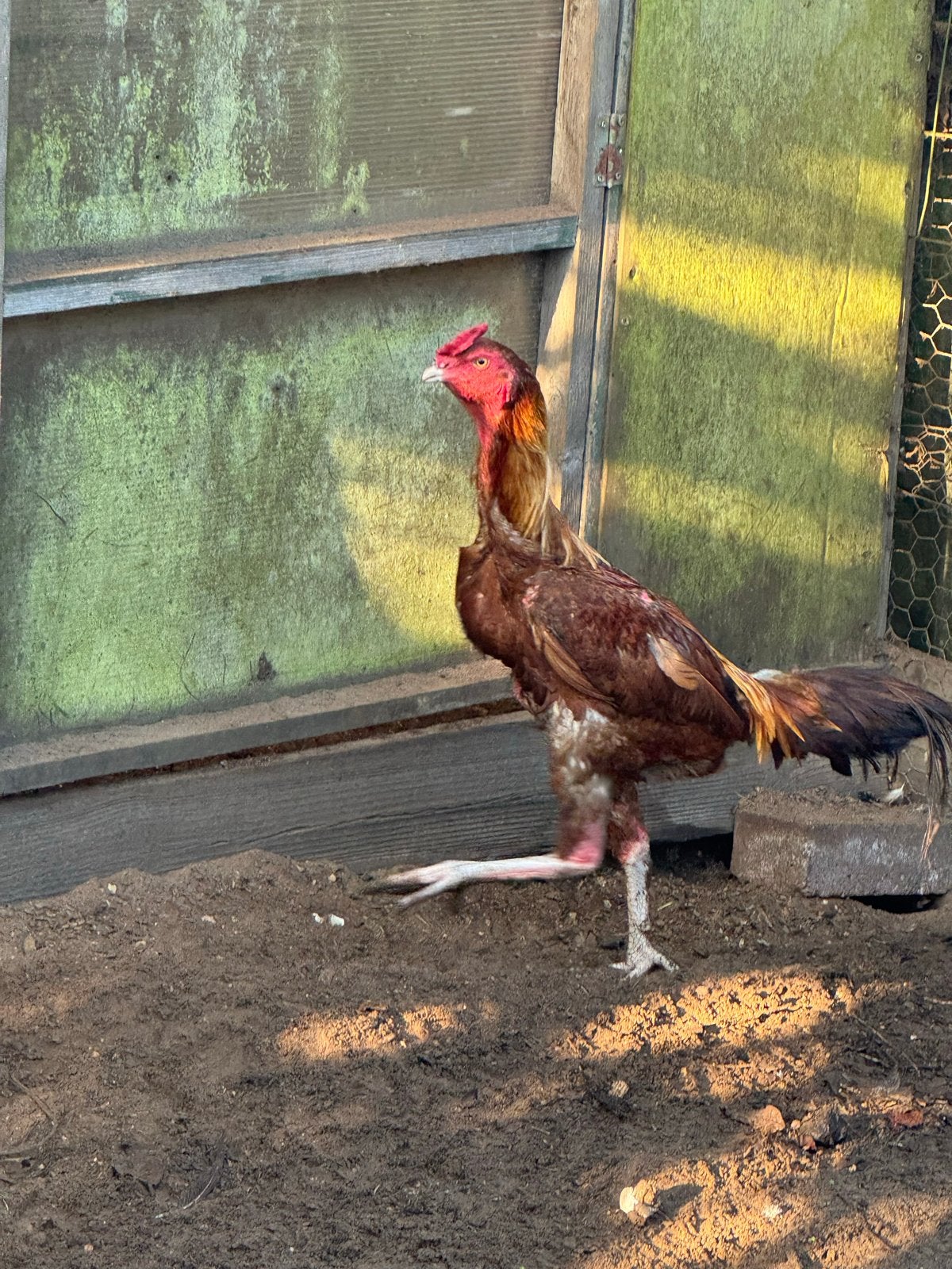 Shamo haan, Dieren en Toebehoren
