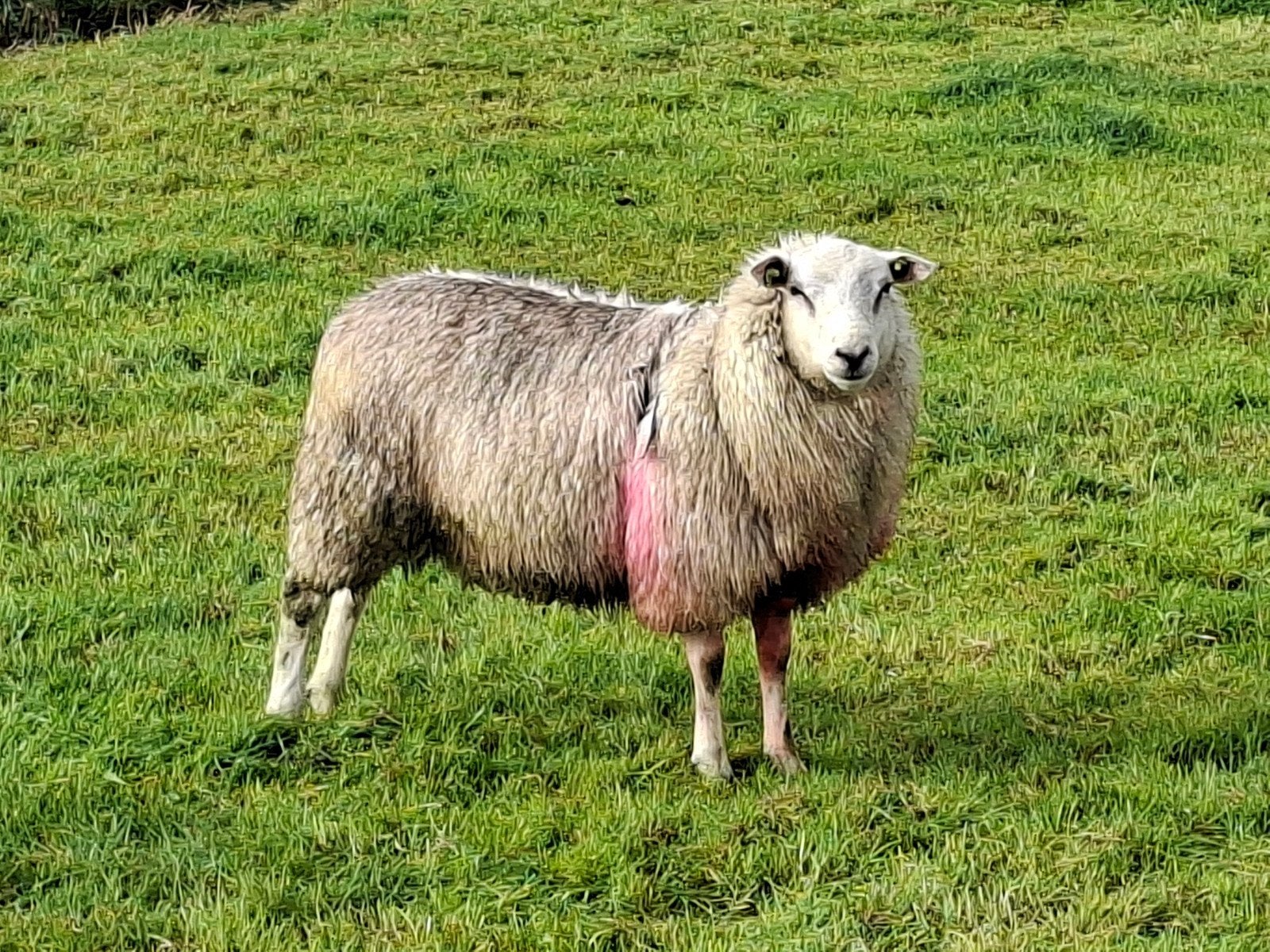 Stamboek swifter dekram te koop, Dieren en Toebehoren, Mannelijk, Schaap