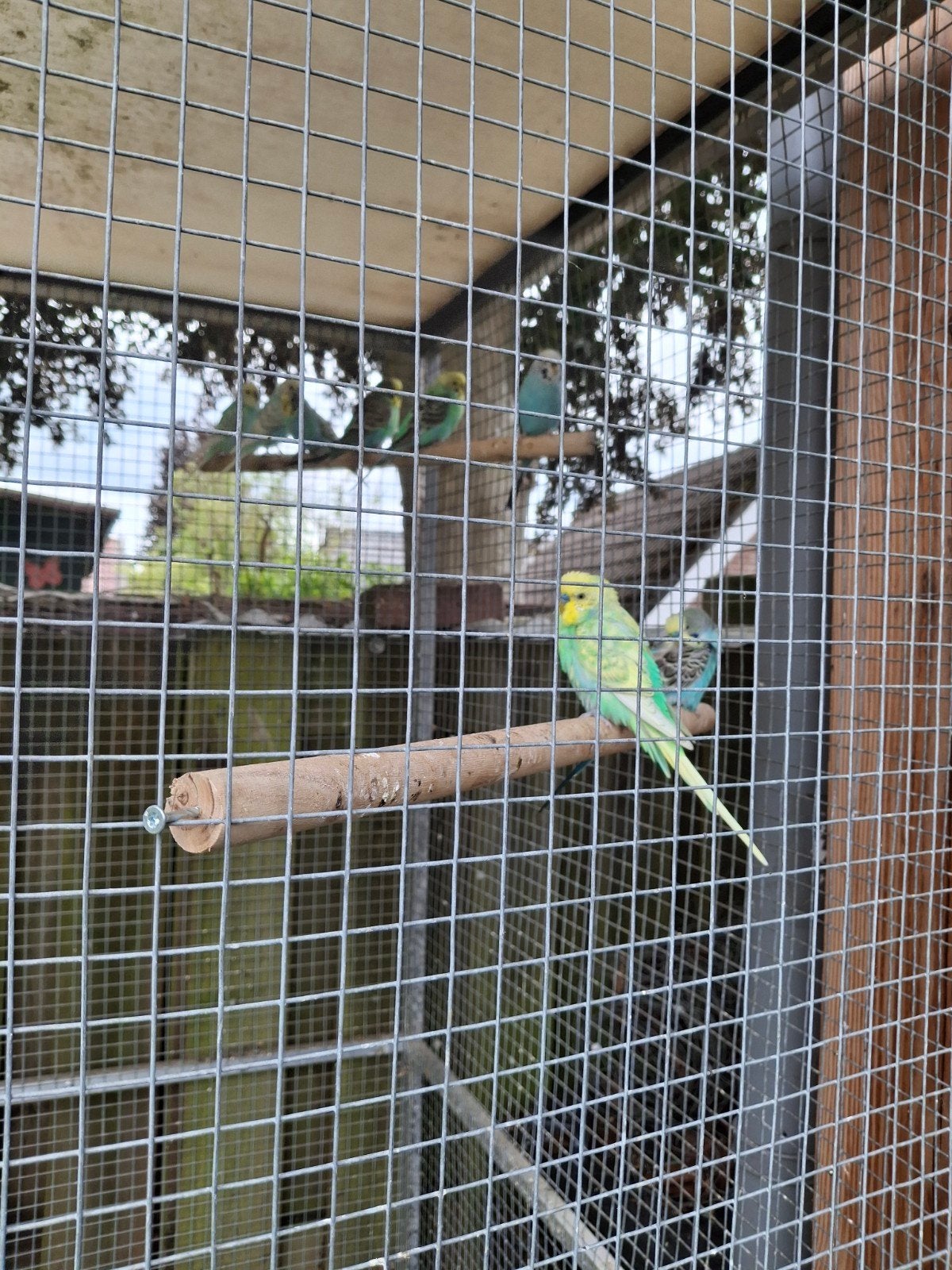 Parkieten grasparkiet, Dieren en Toebehoren, Meerdere dieren, Parkiet