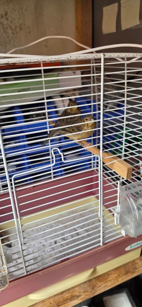 5 kanaries te koop, Dieren en Toebehoren, Vogels | Kanaries, Geslacht onbekend, Kleurkanarie