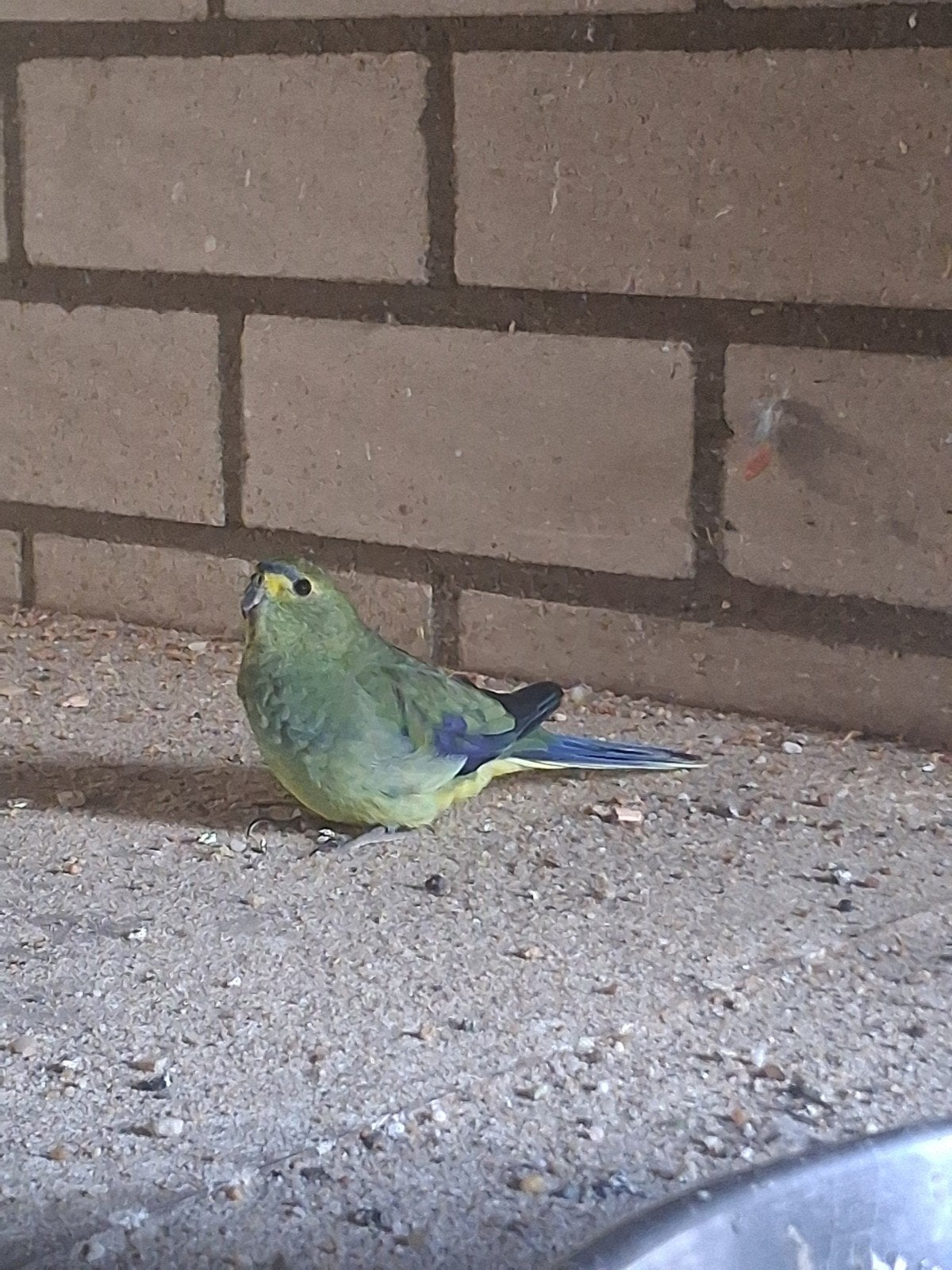 koppel blauwvleugels, Dieren en Toebehoren, Vogels | Parkieten en Papegaaien, Meerdere dieren, Parkiet, Geringd