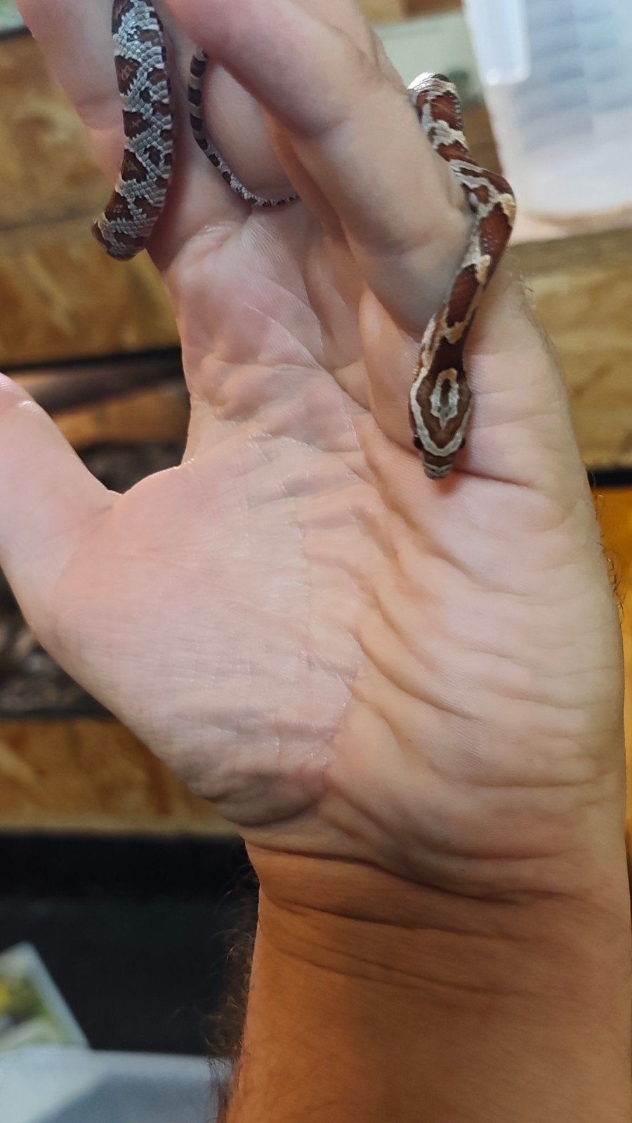 Rode rattenslang, juni 2026 Corn Snake photo 7
