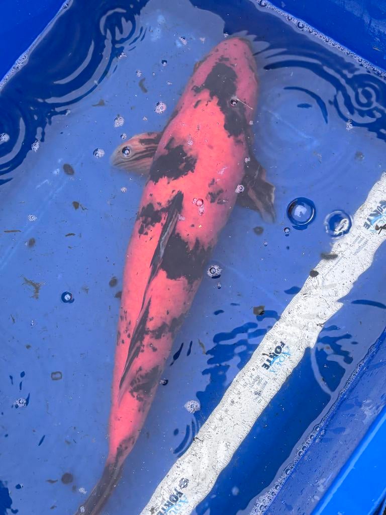 Oranje/ zwarte koi, Dieren en Toebehoren, Vissen | Aquariumvissen, Vis