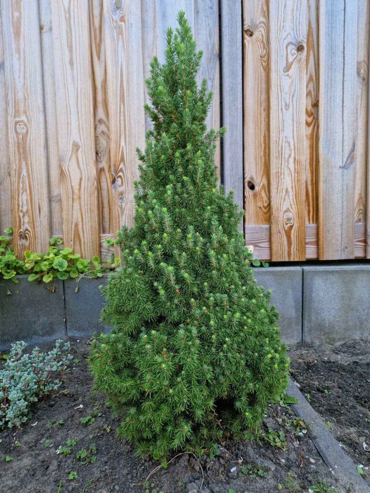 Dwergspar/Witte spar (Picea glauca 'Conica'), Vaste plant, Bloeit niet, Volledige schaduw, Ophalen