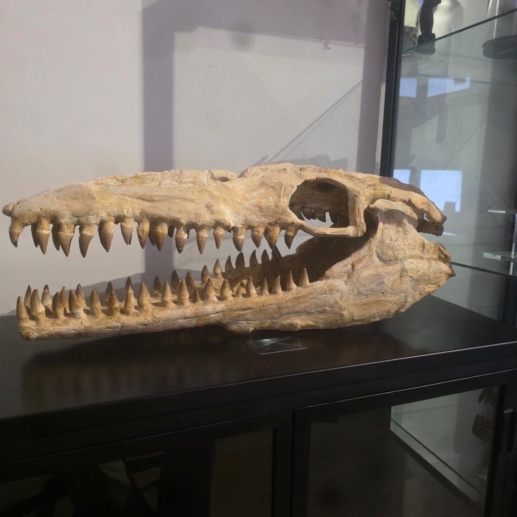 Mosasaurus schedel – circa 72 cm – Uniek fossiel, Ophalen of Verzenden, Fossiel