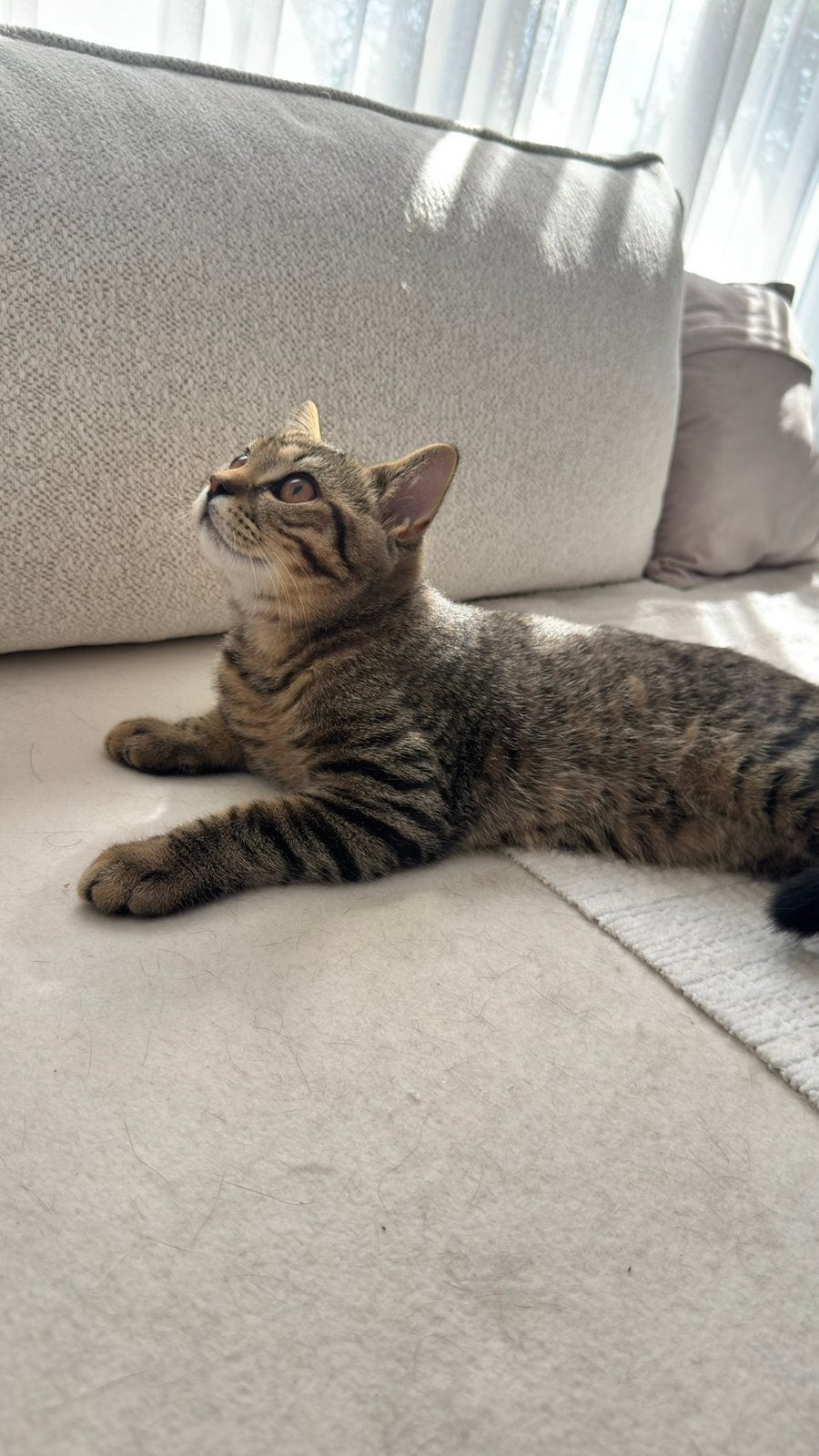 Britse korthaar / 2 katers, Dieren en Toebehoren, Katten en Kittens | Raskatten | Korthaar, Meerdere dieren, Met stamboom, 0 tot 2 jaar
