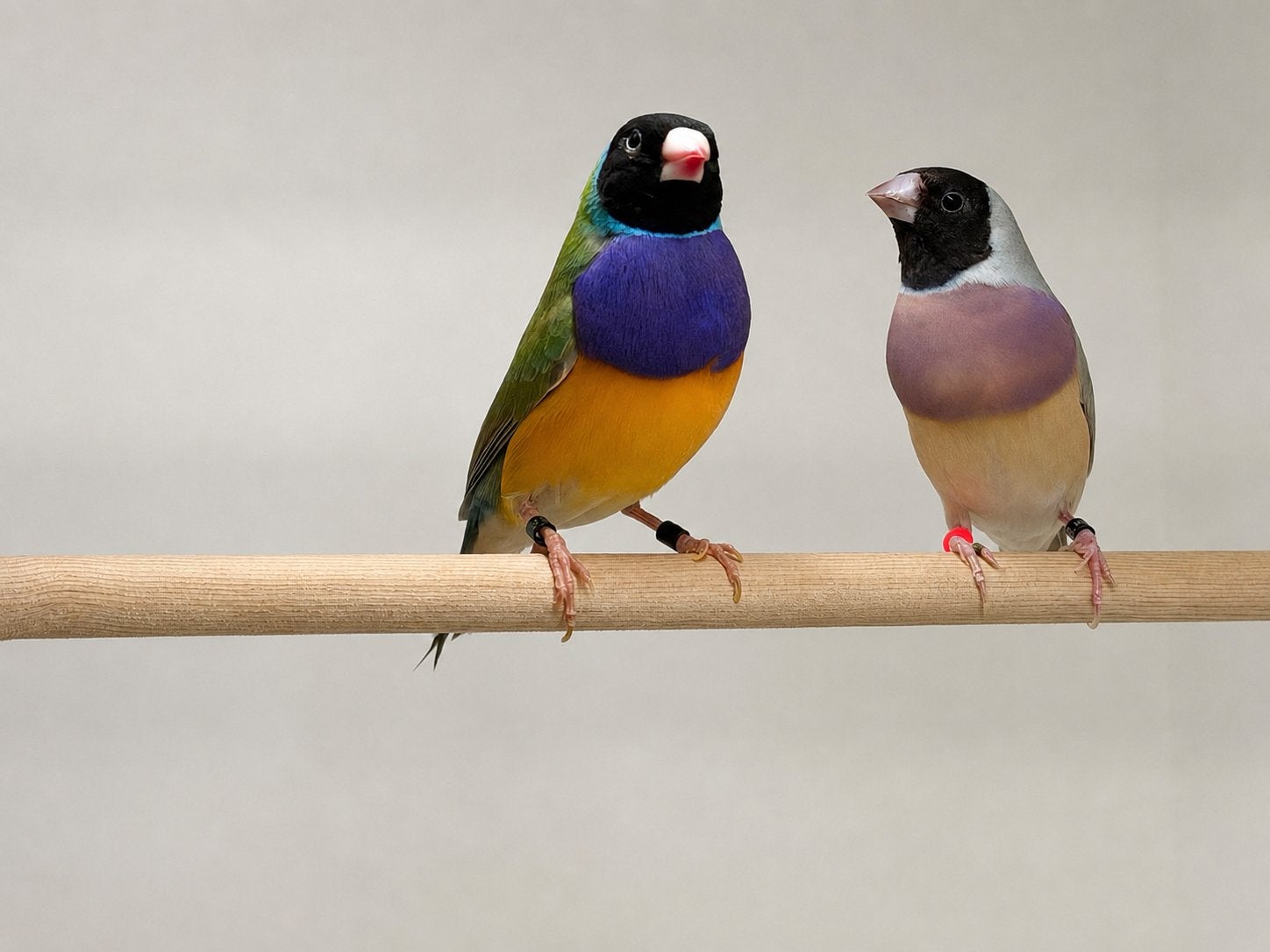 Koppel blauwe cinnamons gouldamadine, Dieren en Toebehoren, Vogels | Overige Vogels, Meerdere dieren