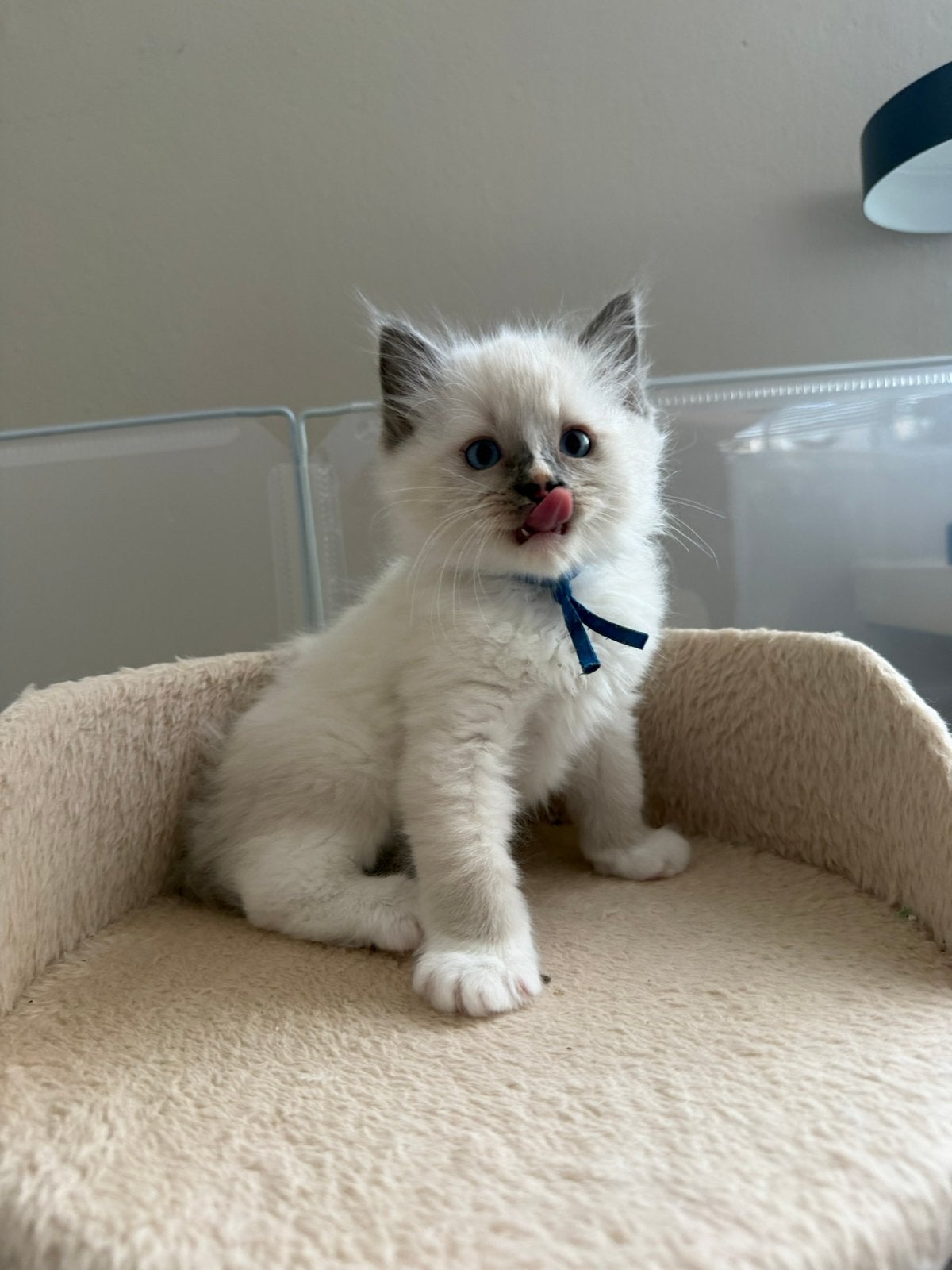 100% Ragdoll —> laatste 2 katers beschikbaar 💙💙, Dieren en Toebehoren, Meerdere dieren, Ontwormd