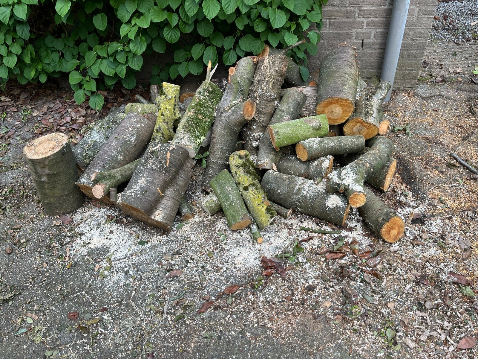 Diverse houtblokken en stammen voor brandhout, Tuin en Terras, Haardhout, 6 m³ of meer, Ophalen of Verzenden, Beukenhout, Blokken