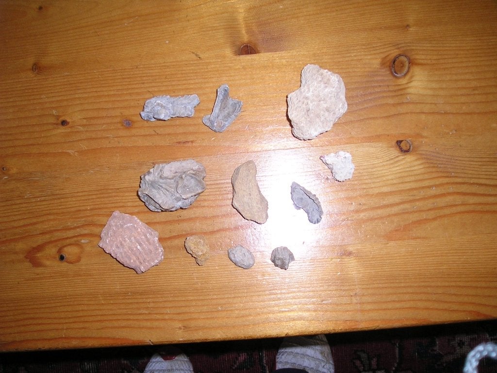 Partijtje fossielen, Ophalen of Verzenden, Fossiel