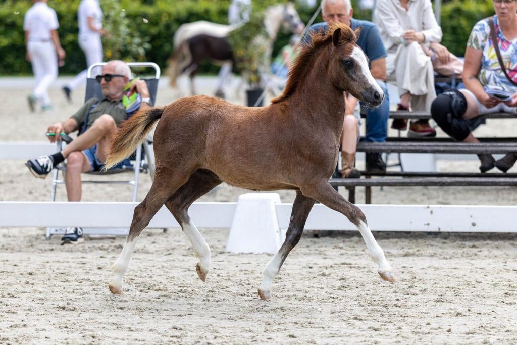 Welsh secie A jaarling merrie en hengst veulen secie A, Dieren en Toebehoren, Merrie, Minder dan 160 cm, Met stamboom, 0 tot 2 jaar
