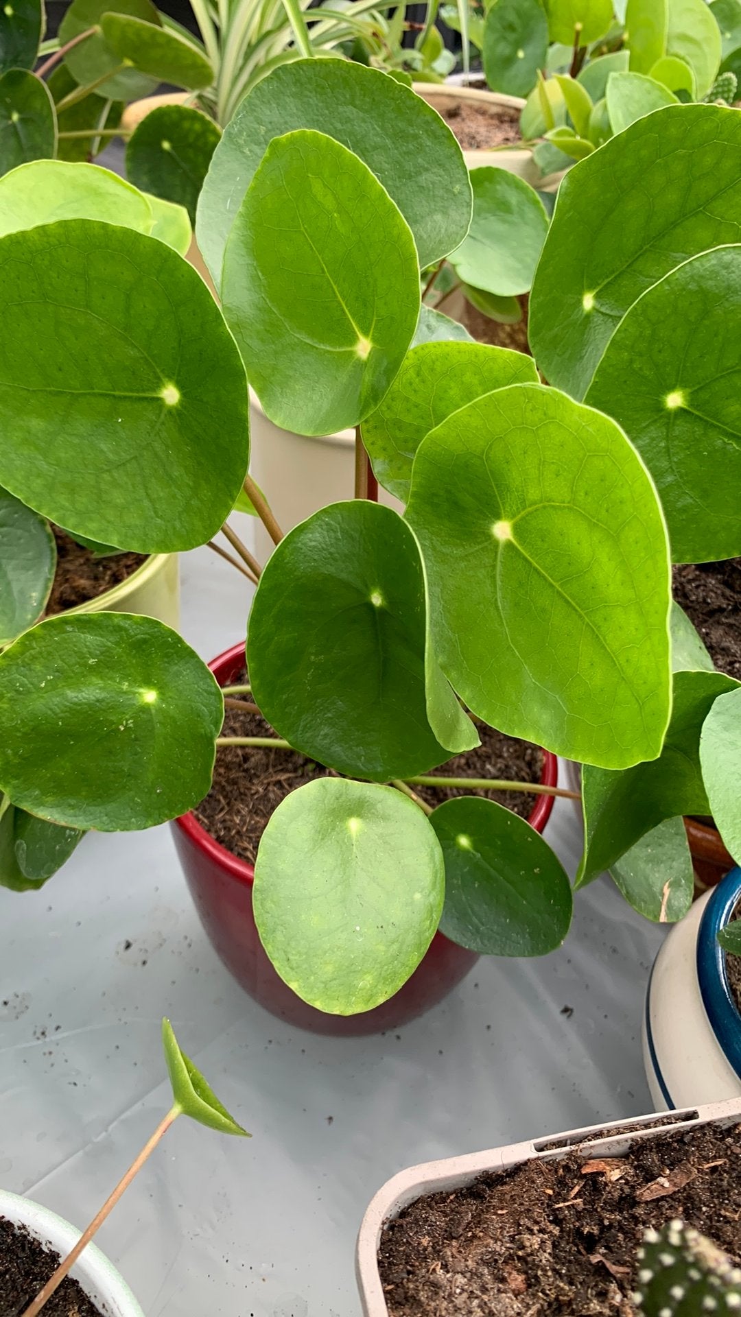 Cactusplant met pot €5, Huis en Inrichting, Kamerplanten, Ophalen, Halfschaduw, Minder dan 100 cm