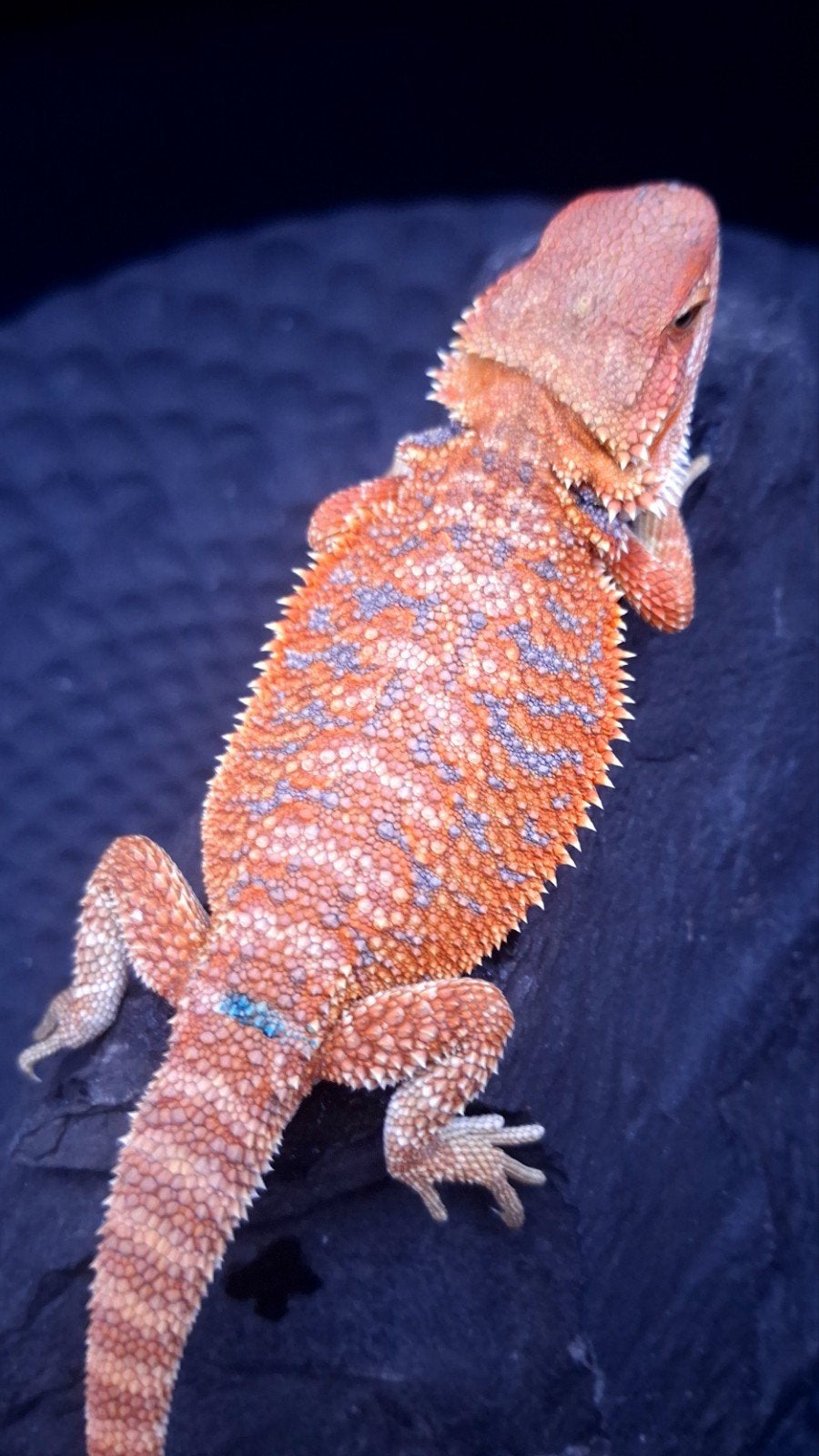 Orange Hypo Blue Bar Baardagaam Man 9 weken oud Bearded Dragon photo 3