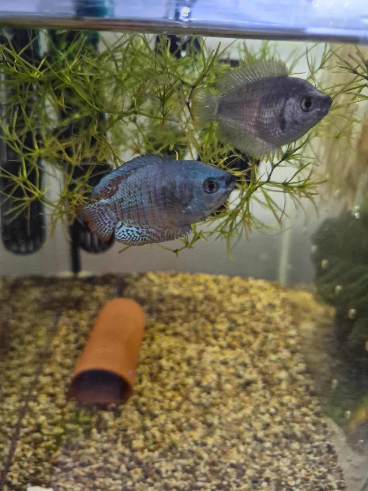 Diversen vissen!!, Dieren en Toebehoren, Goudvis(sen)
