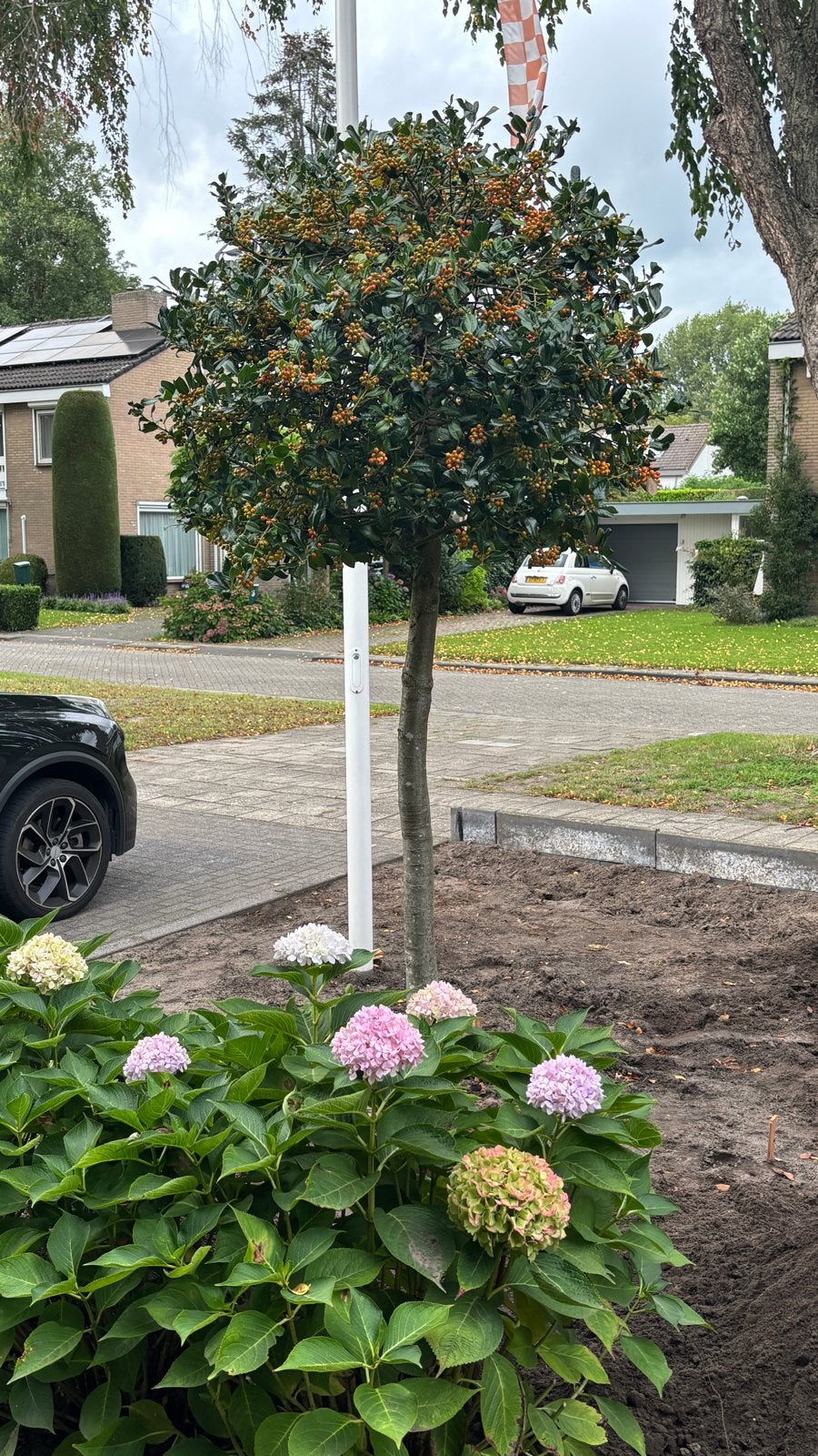 Bolboom met oranje bessen - Hulst boom, Tuin en Terras, Herfst, 250 tot 400 cm, Ophalen, Volle zon