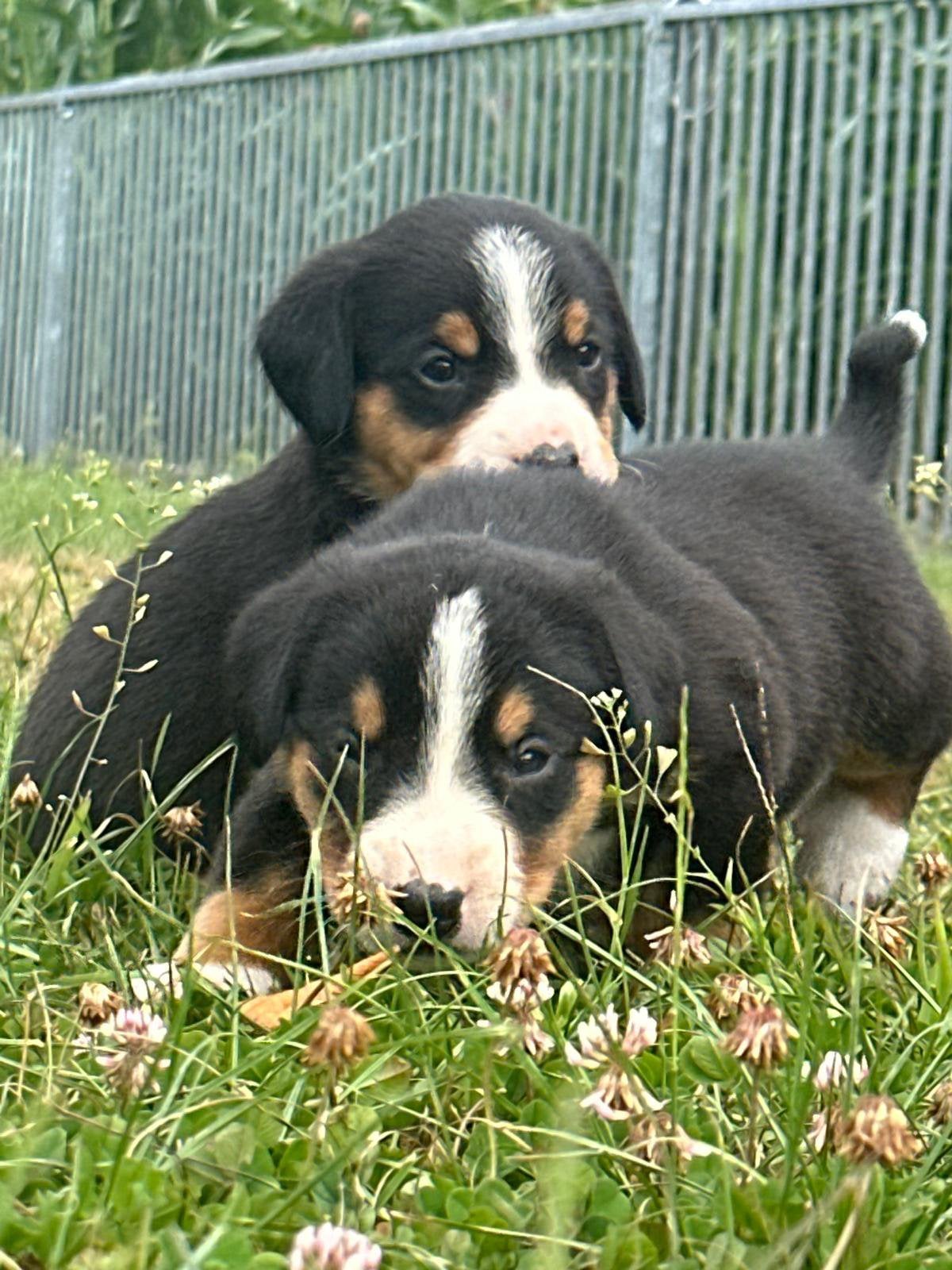 Entlebucher senner pups super mooi en lief ouders aanwezig, Nederland, Parvo, Meerdere, Meerdere dieren