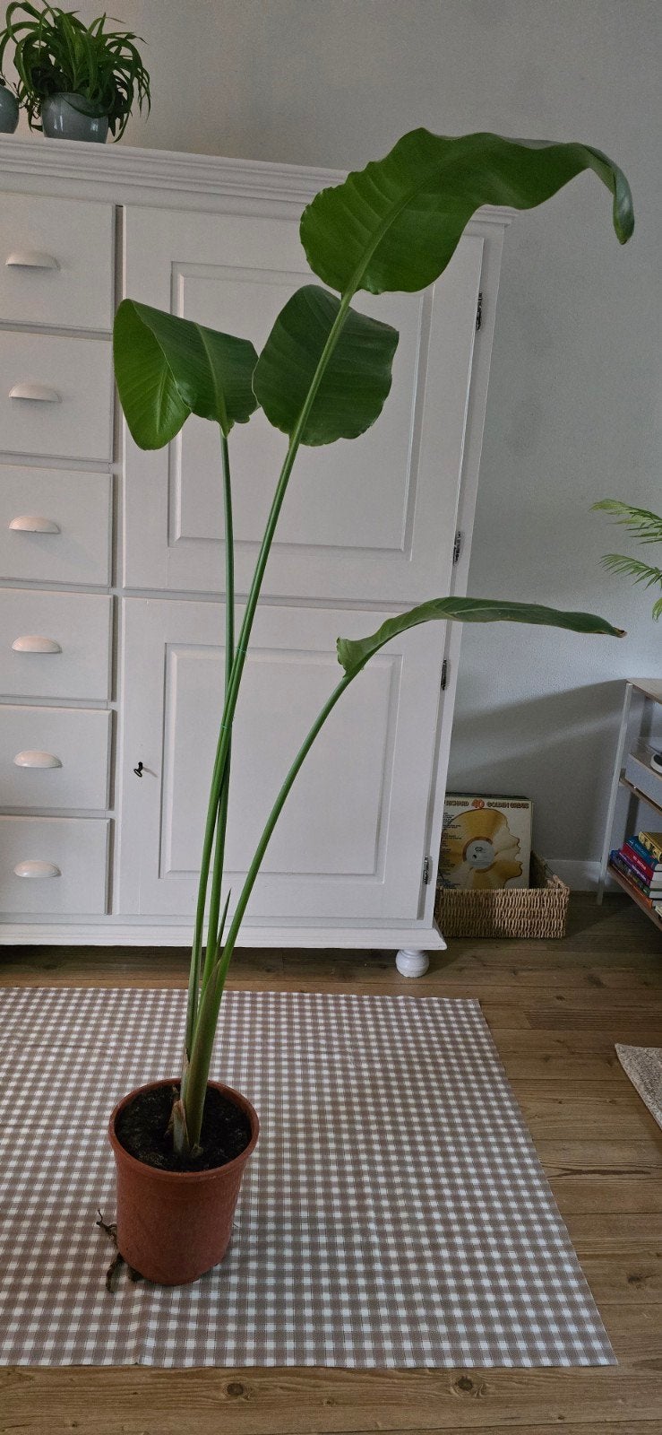 Hoge strelizia kamerplant, Ophalen, Halfschaduw, 150 tot 200 cm