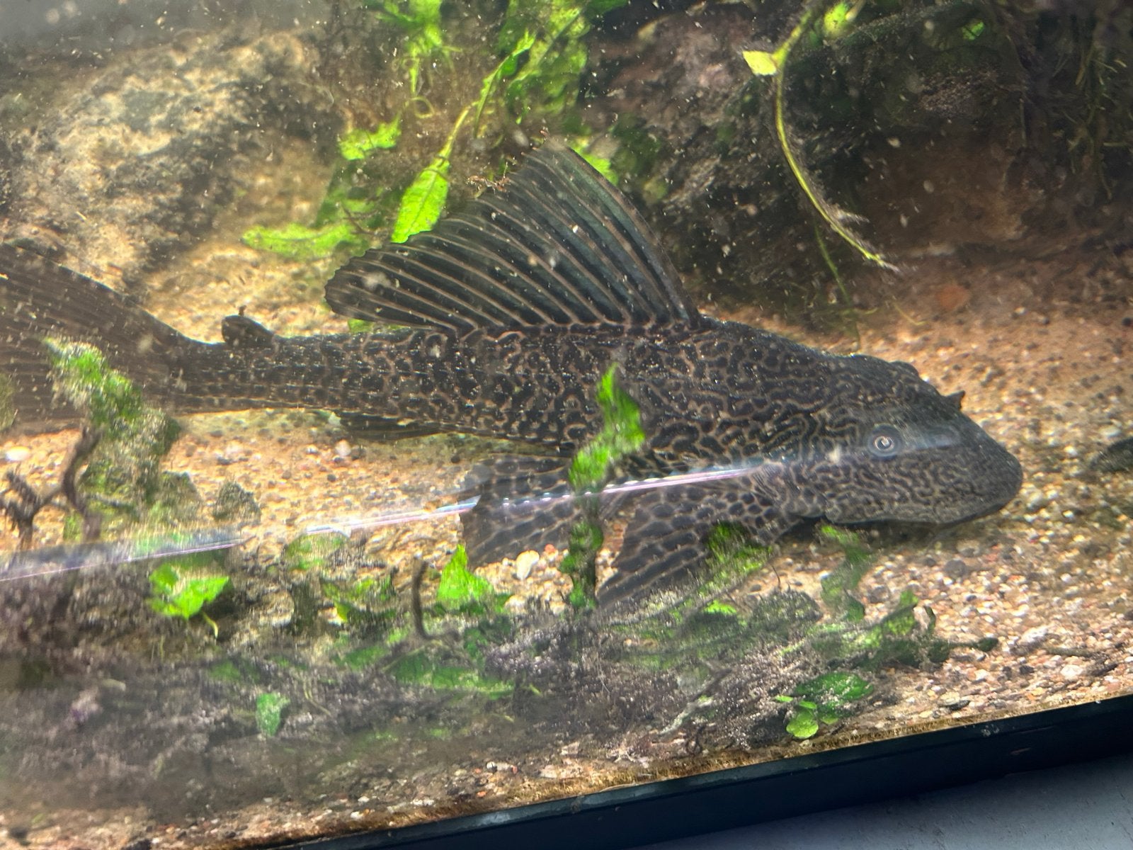 Vissen voor aquarium, Dieren en Toebehoren, Vissen | Aquariumvissen, Vis