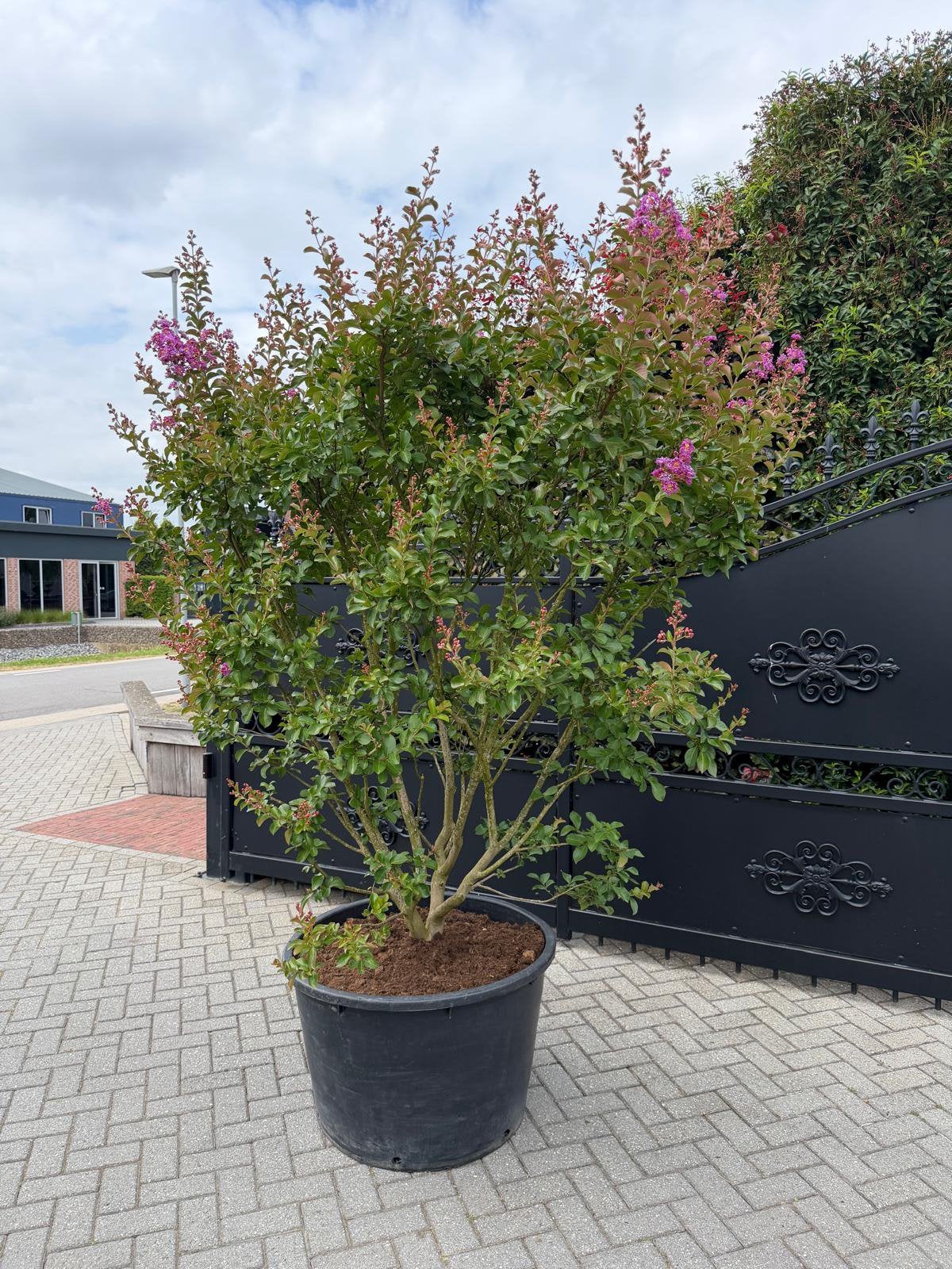 Lagerstroemia indica paars en rosea meerstamig, Overige soorten, 100 tot 250 cm, Zomer, Ophalen