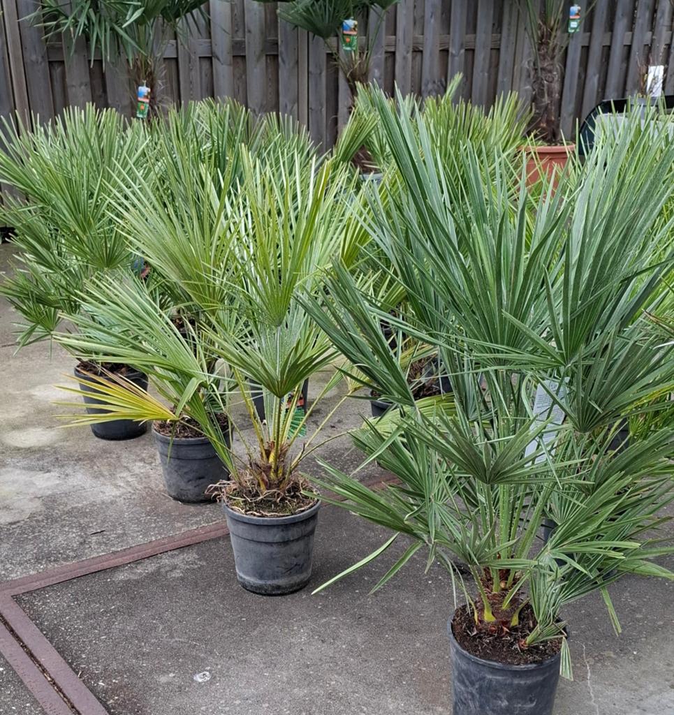 Chamerops humelis palm winterhard., Tuin en Terras, Planten | Bomen, 100 tot 250 cm, Zomer, Palmboom, Ophalen