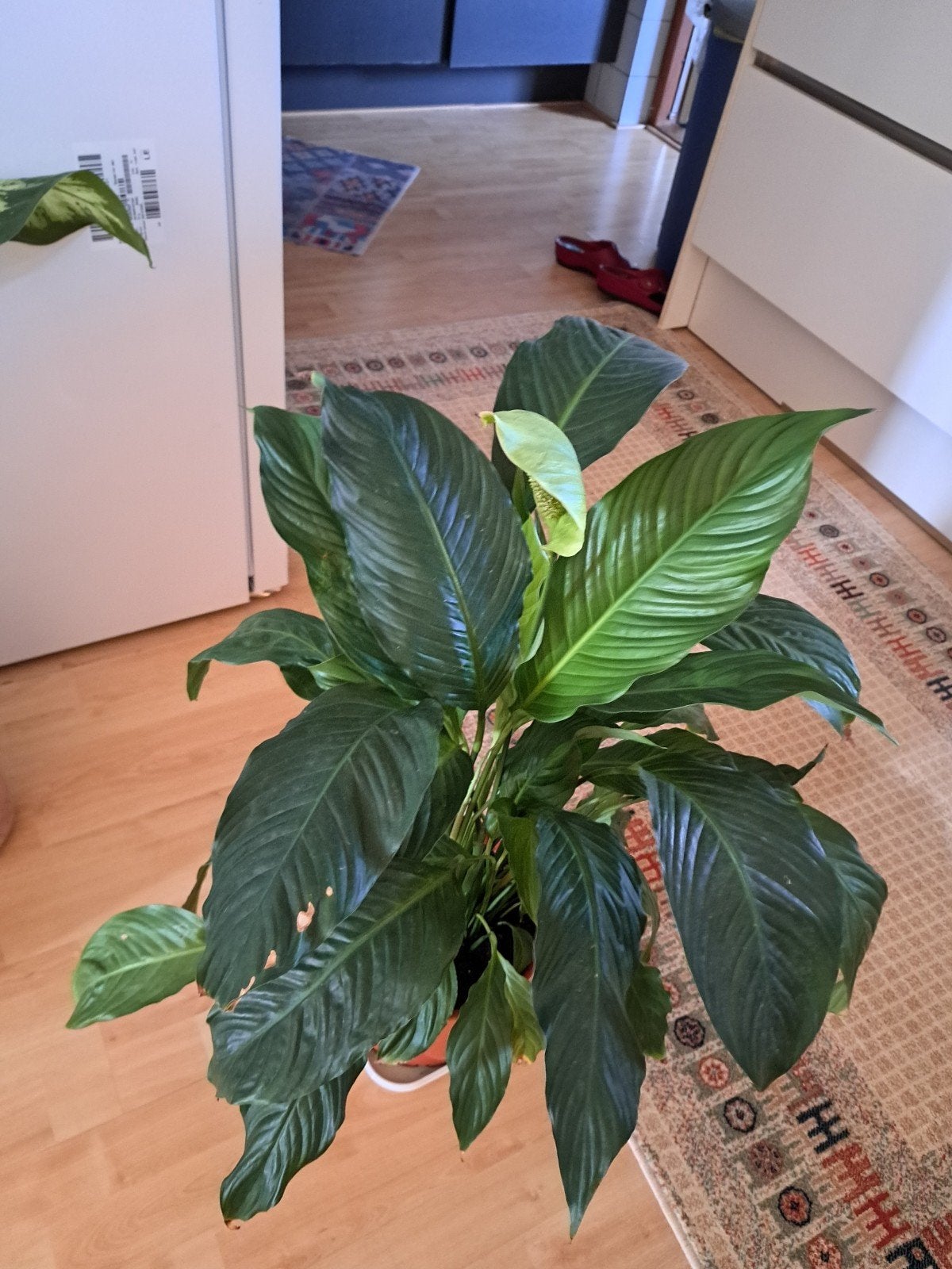 Spathiphyllum (Lepelplant) - Prachtige kamerplant, Tuin en Terras, Planten | Tuinplanten, Ophalen