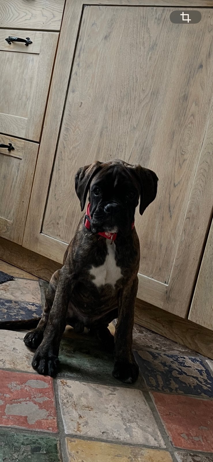 Boxer pup reutje, Particulier, 15 weken tot 1 jaar, CDV (hondenziekte), Buitenland