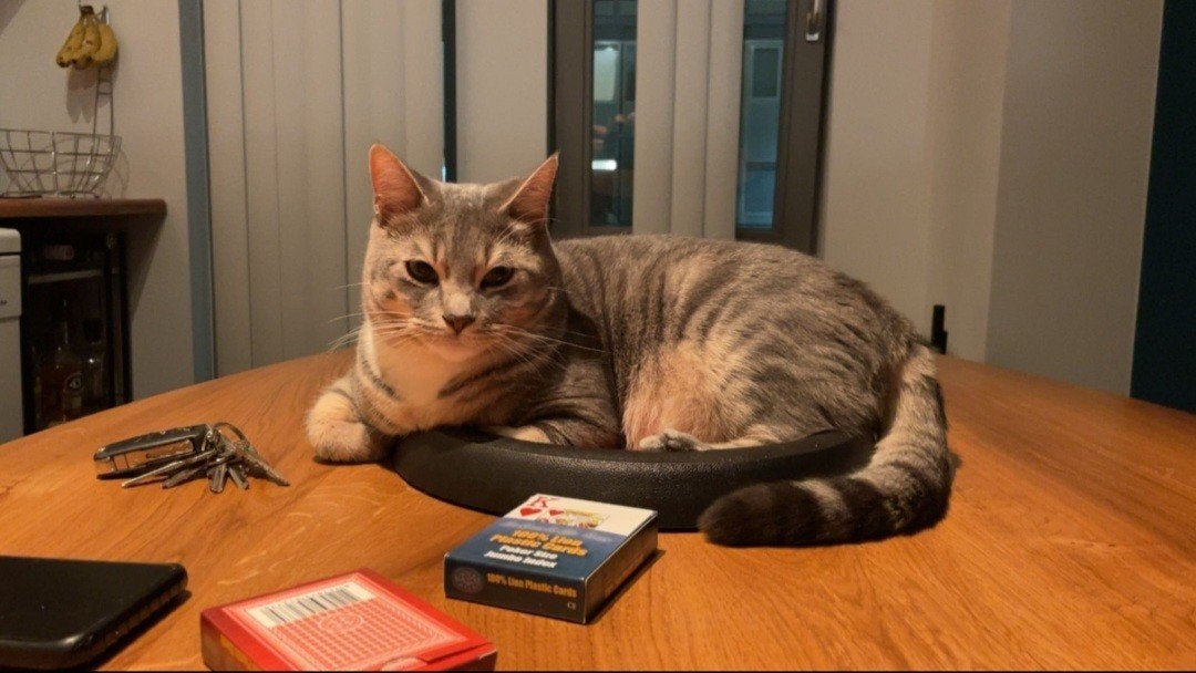 Lieve Toyger x Bengaal zoekt liefdevol nieuw thuis, Dieren en Toebehoren, Kater, 3 tot 5 jaar