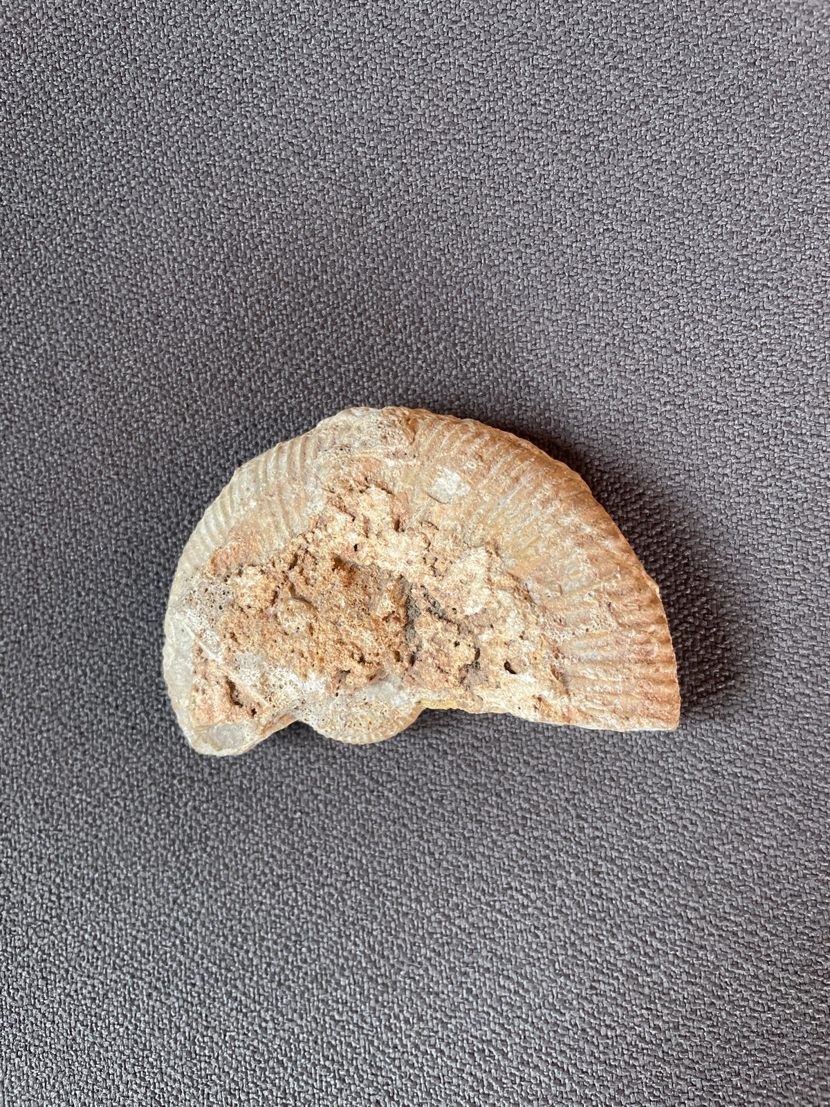 Fossiel van een schelp of ammoniet, Ophalen of Verzenden, Fossiel