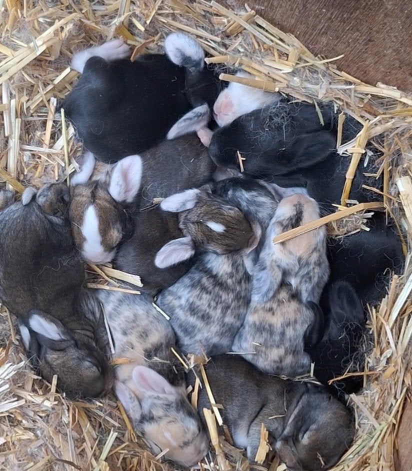 Nestje franse hangoren (aankondiging), Dieren en Toebehoren, Geslacht onbekend, Groot, Hangoor, 0 tot 2 jaar