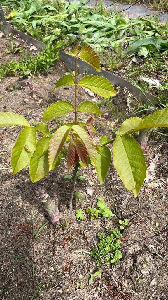 Walnoot, Tuin en Terras, Planten | Tuinplanten, Ophalen of Verzenden, Overige soorten, Volle zon