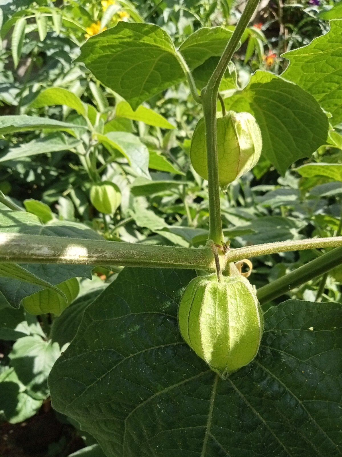 Physalis peruviana - Incabes, Ananaskers zaden, Ophalen of Verzenden, Voorjaar, Volle zon, Zaad