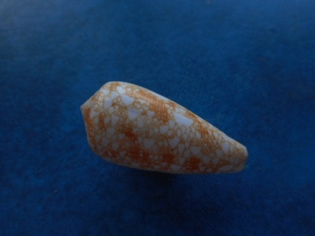 Schelpen: Conus omaria Hwass (oranje var.) gem 36mm, Verzenden, Schelp(en)
