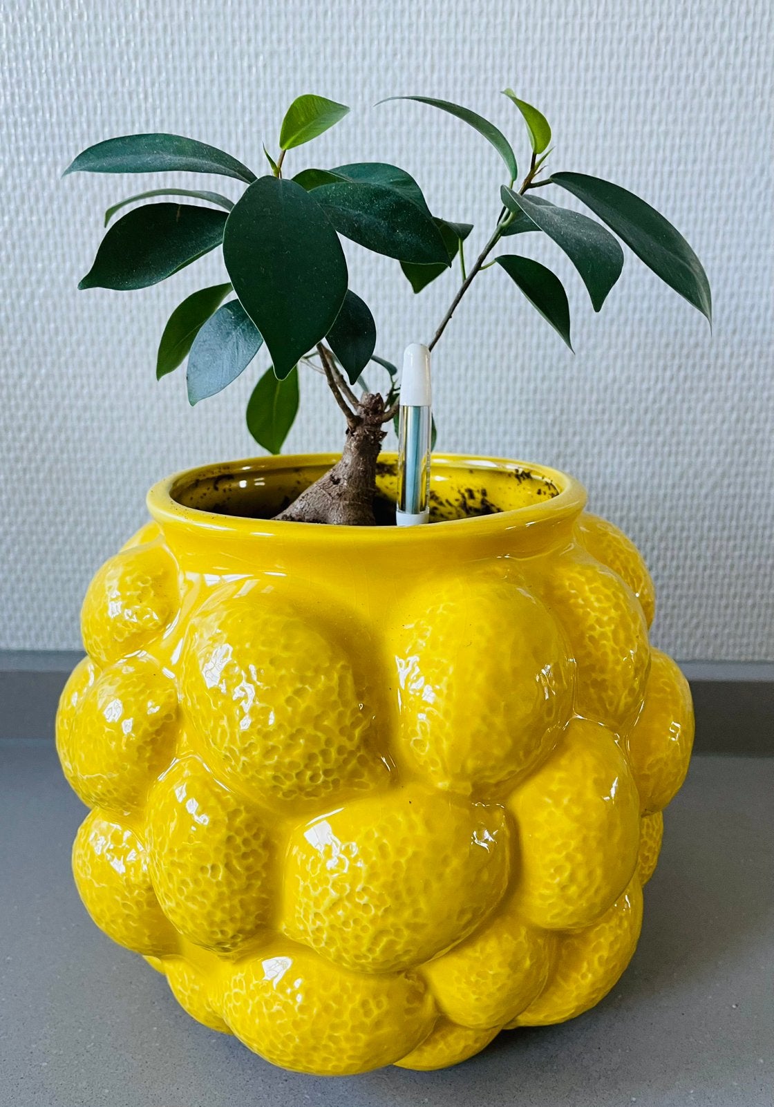 Bonsai > Kleine Ficus op stam in vrolijke gele citroenenpot, Huis en Inrichting, Ophalen, Ficus, Volle zon, Minder dan 100 cm