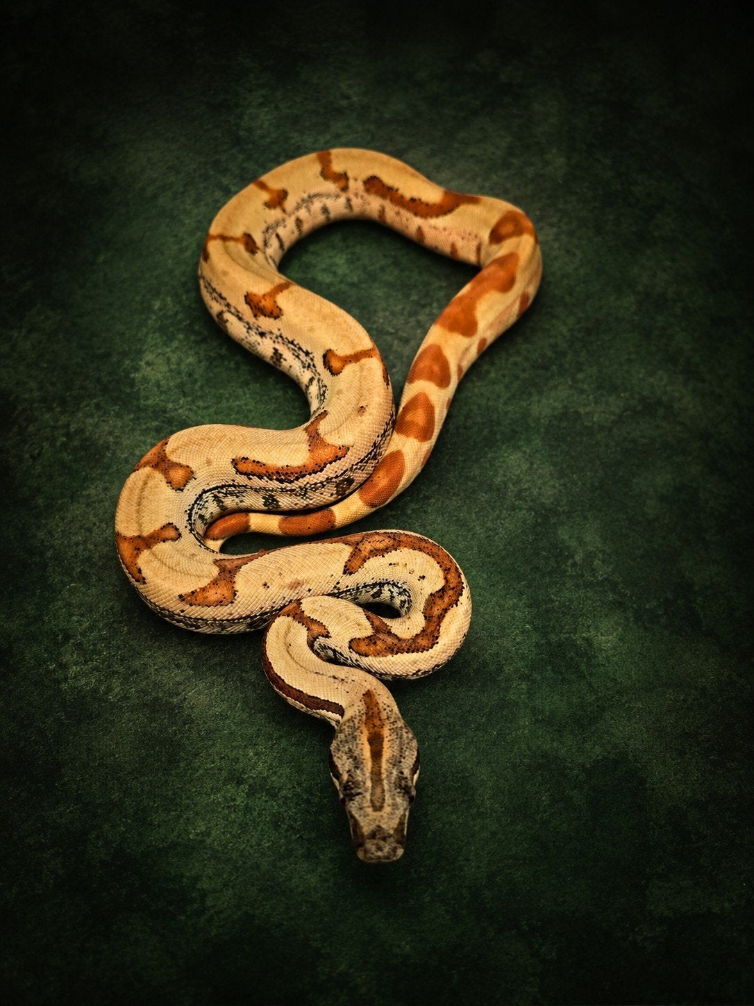 Boa Constrictor, Dieren en Toebehoren, Reptielen en Amfibieën, Slang, Tam, 0 tot 2 jaar
