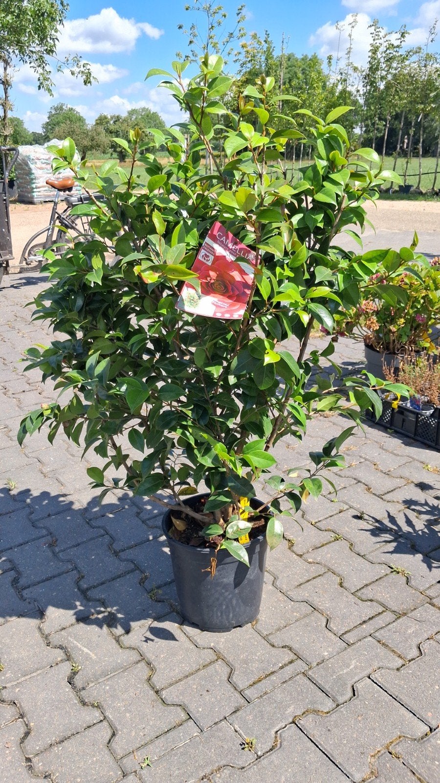 Camellia japonica 'Black Lace' - Japanse Camelia, Ophalen of Verzenden, Overige soorten, Struik, Minder dan 100 cm