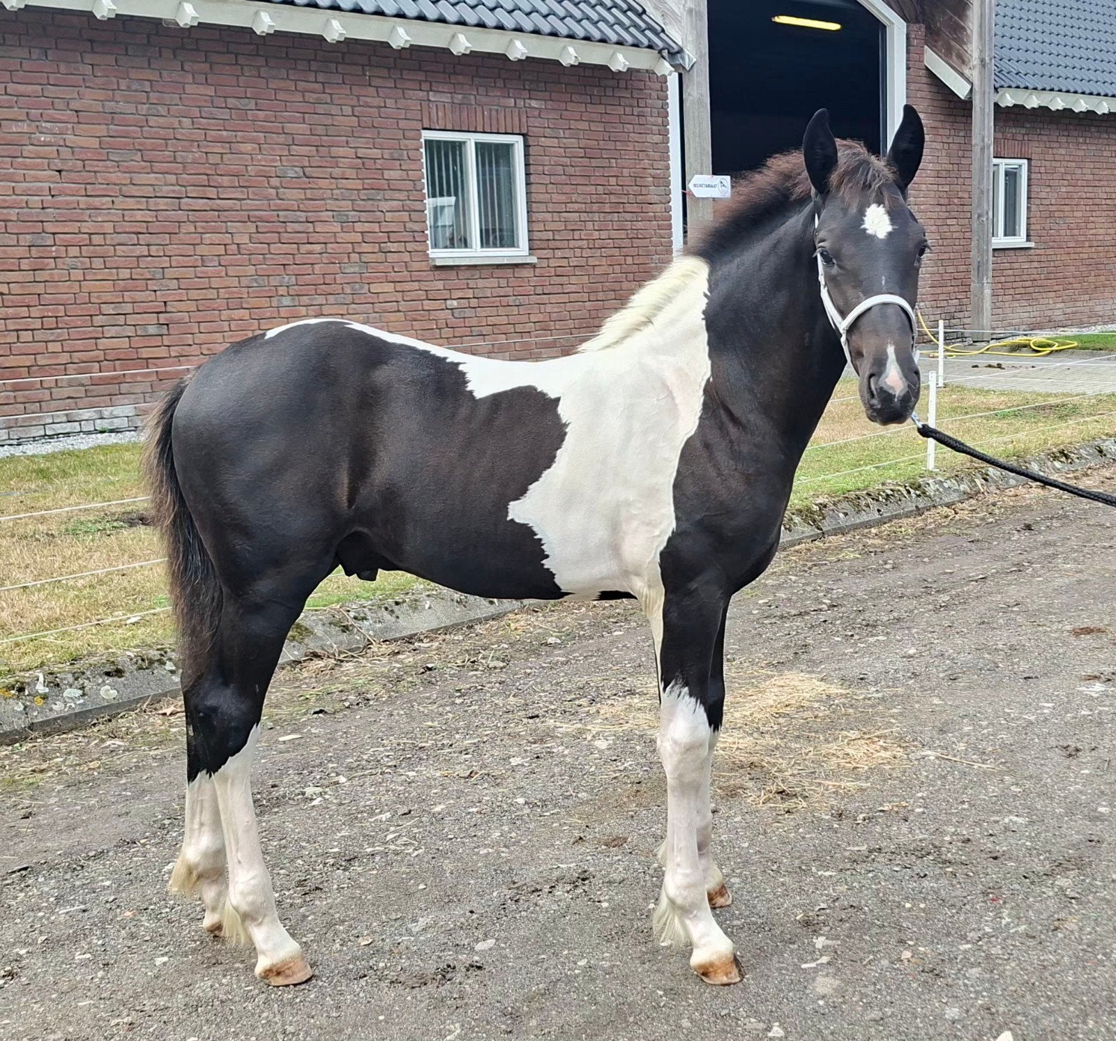 Barock pinto hengst veulen, Dieren en Toebehoren, Minder dan 160 cm, Niet van toepassing, Dressuurpaard, 0 tot 2 jaar